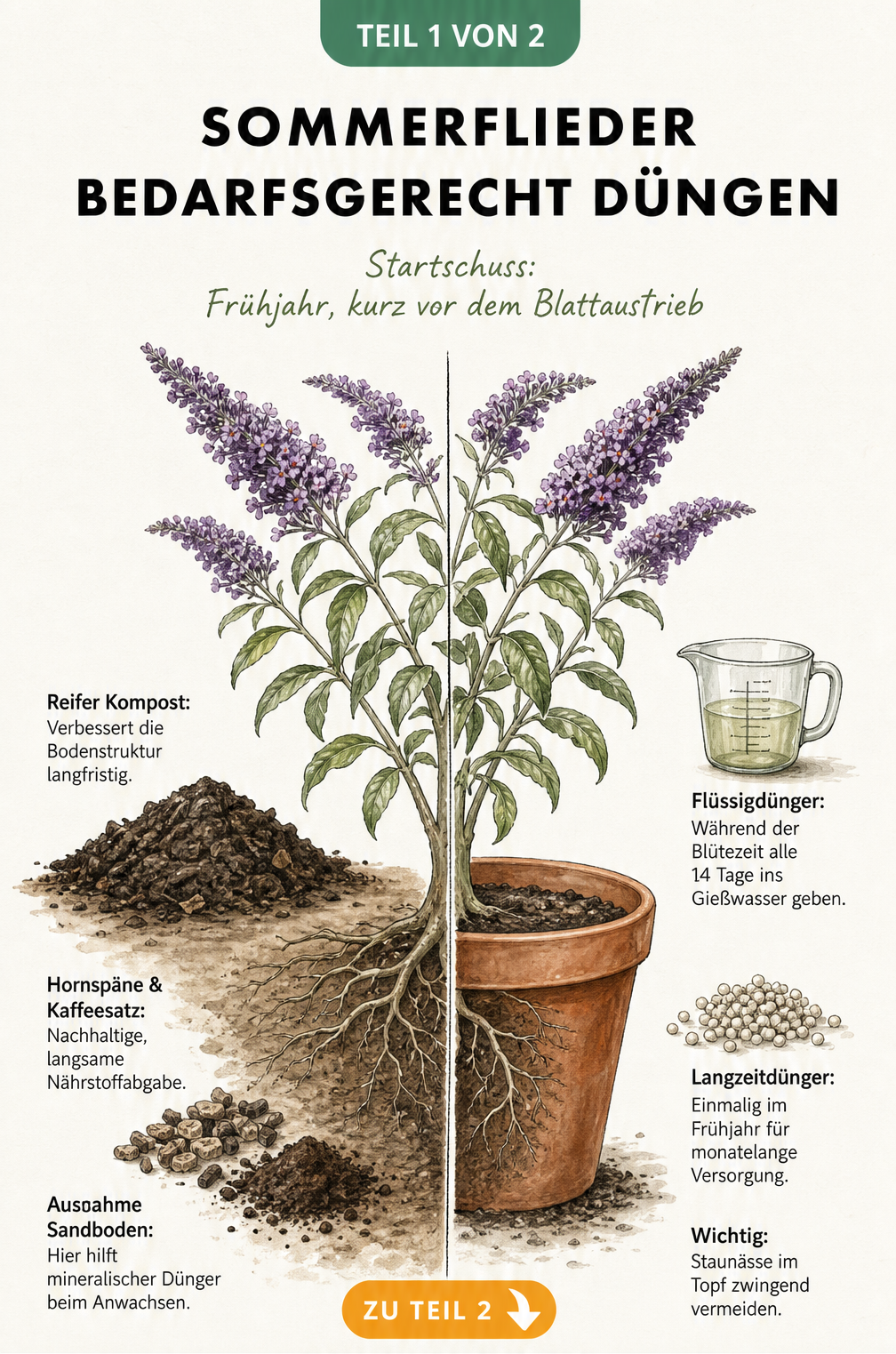 Illustration eines Sommerflieders, der zur Hälfte im Gartenboden mit Kompost und zur Hälfte im Kübel mit Dünger wächst