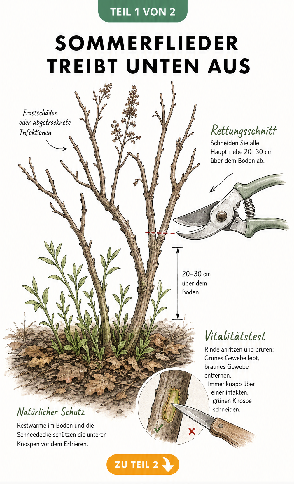 Illustration eines Sommerflieders mit Frostschäden an den oberen Ästen und frischen Trieben unten sowie einer Anleitung zum radikalen Rückschnitt auf 20 bis 30...