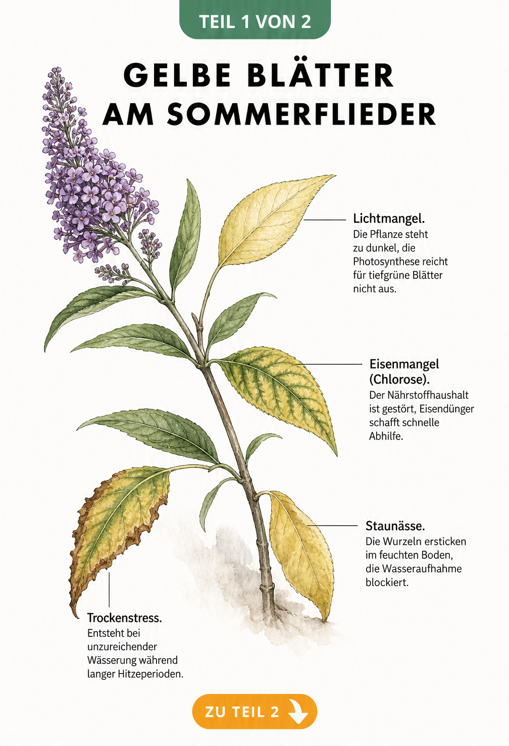 Illustration eines Sommerflieder-Zweigs mit gelben Blättern, die Symptome für Lichtmangel, Eisenmangel, Staunässe und Trockenstress zeigen.