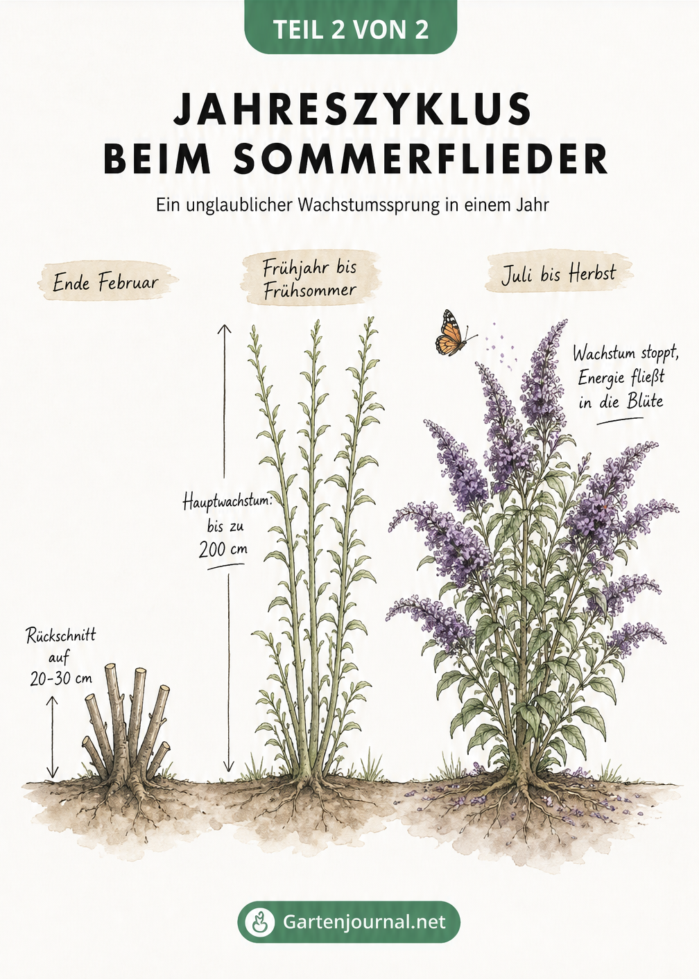 Skizze des Jahreszyklus eines Sommerflieders vom Rückschnitt bis zur Blüte