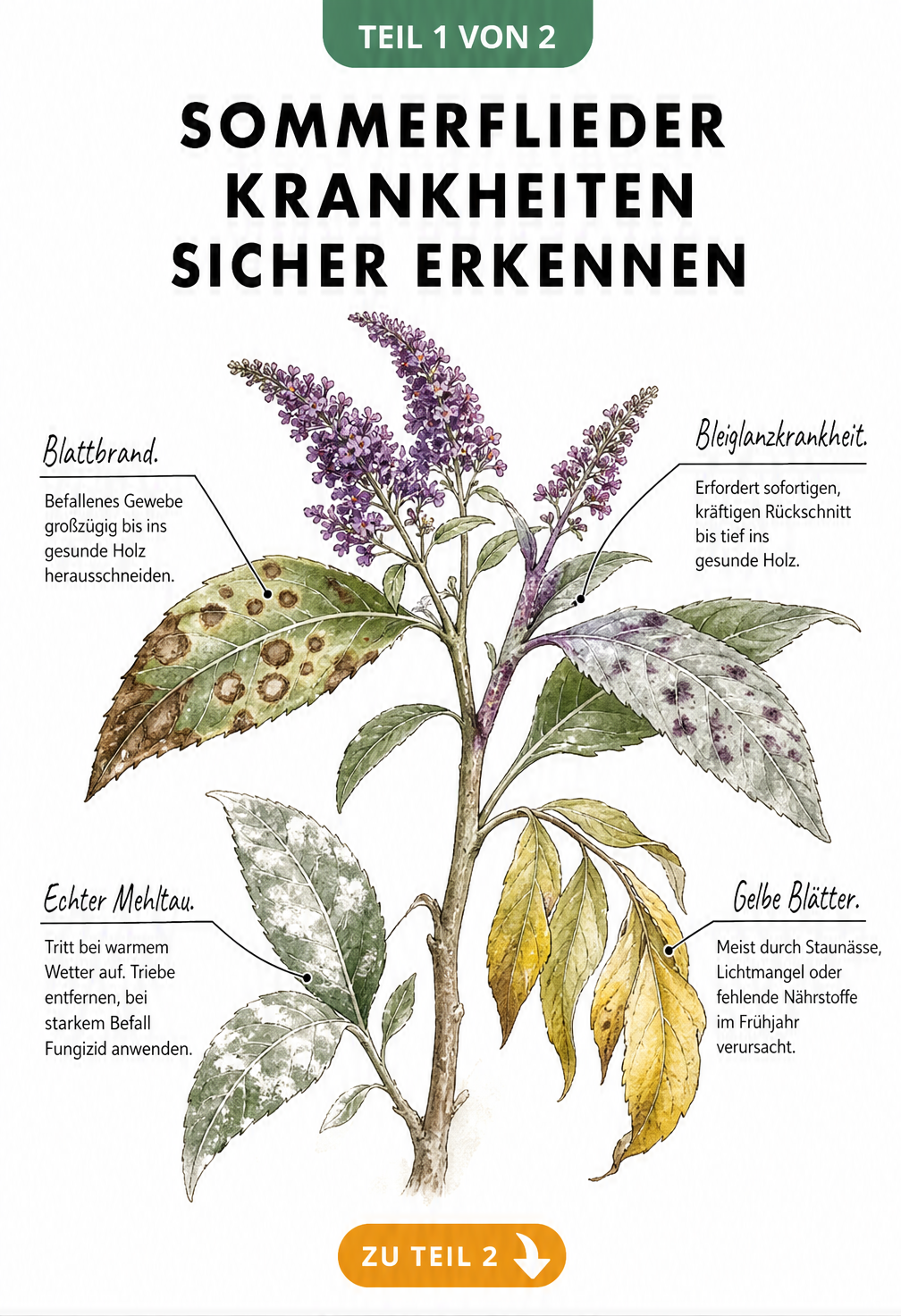 Botanische Illustration eines Sommerflieder-Zweigs mit vier Schadbildern: Blattbrand, Bleiglanzkrankheit, Echter Mehltau und gelbe Blätter.