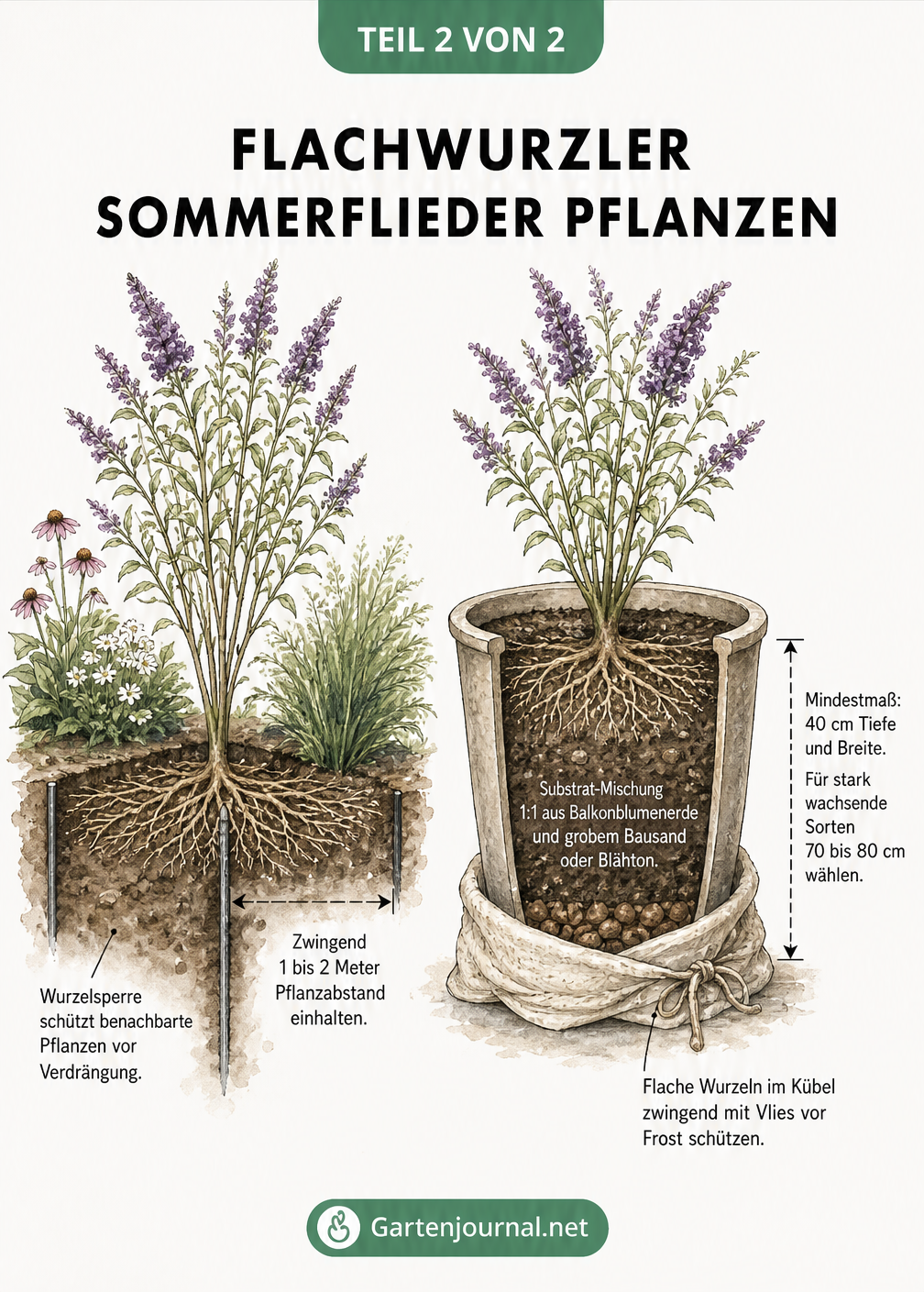 Vergleichsgrafik Sommerflieder im Gartenbeet mit Wurzelsperre und im Kübel mit Winterschutz