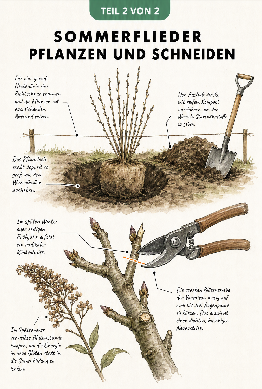 Illustration zum Pflanzen und Schneiden eines Sommerflieders mit Gartenschere und Wurzelballen