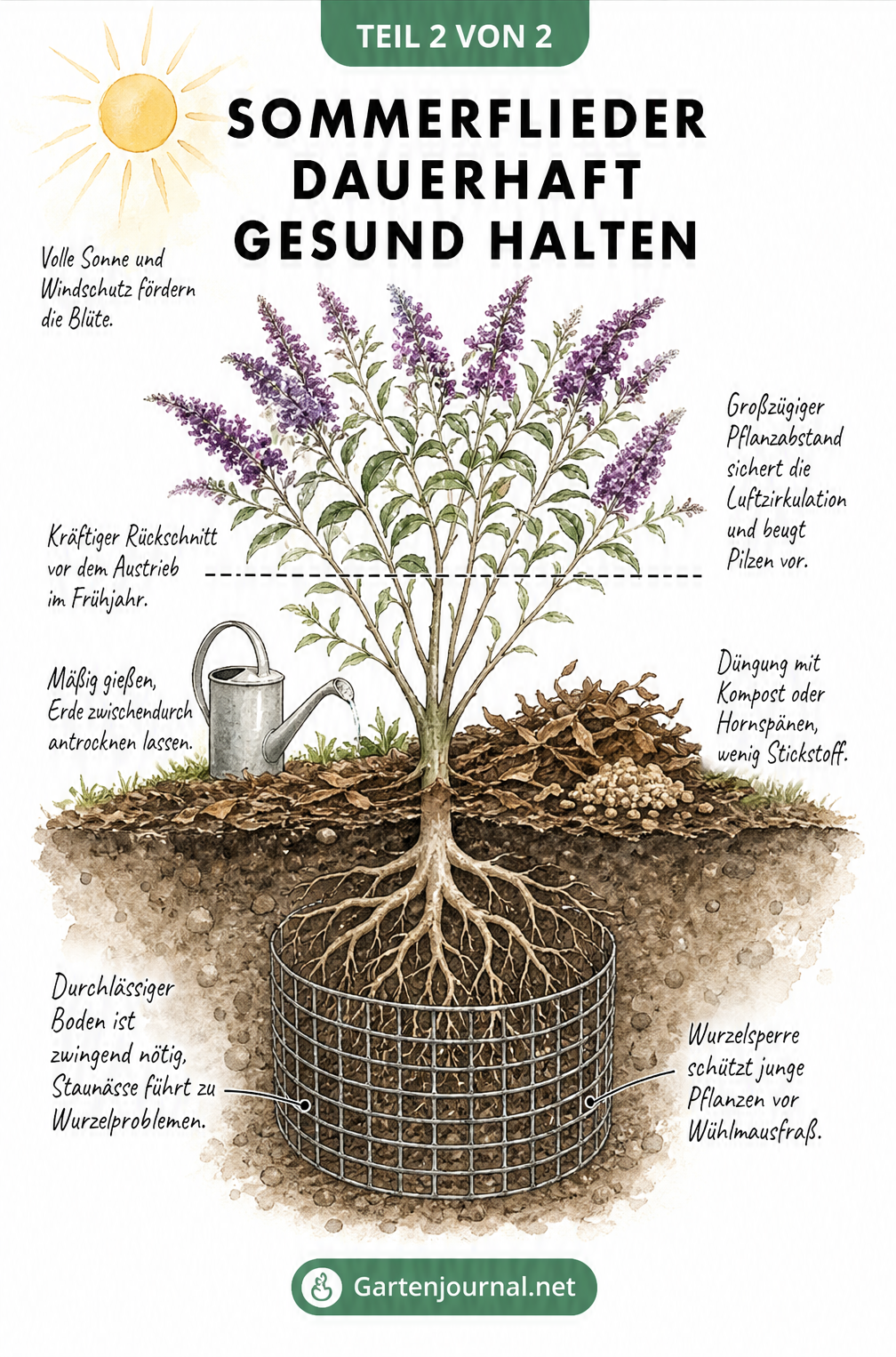 Querschnitt durch ein Gartenbeet mit einem gesunden Sommerflieder, der Standort, Pflege, Schnitt und Bodenbeschaffenheit zeigt.