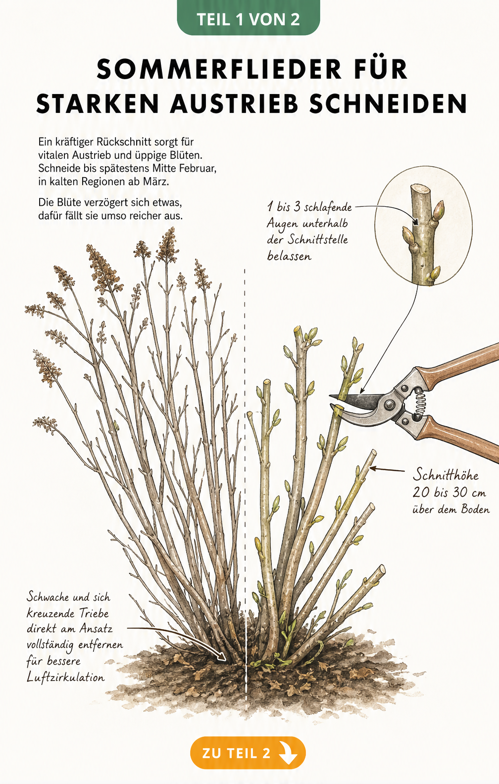 Botanische Skizze eines Sommerflieders, die den Unterschied zwischen ungeschnittenen alten Trieben und dem idealen Rückschnitt auf 20 bis 30 Zentimeter mit...
