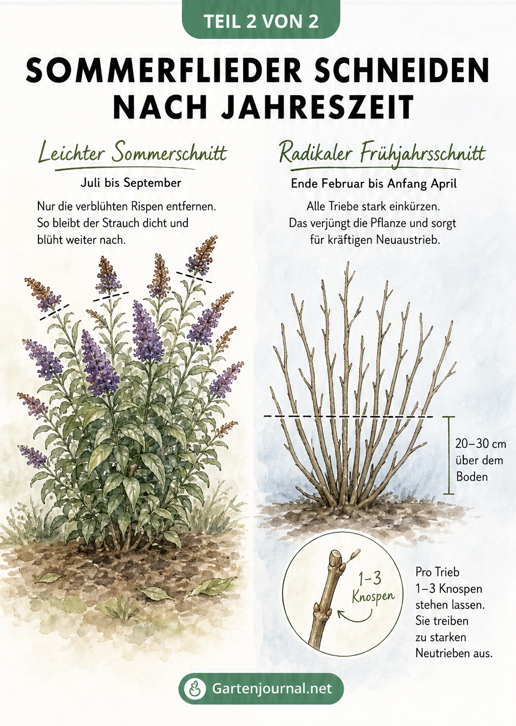 Gegenüberstellung von Sommerflieder im Hochsommer mit leichtem Schnitt und im Frühjahr mit radikalem Rückschnitt