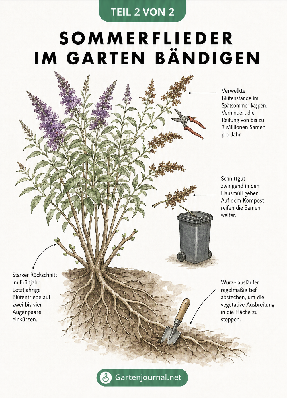 Illustration eines Sommerflieders mit Anleitungen zum Rückschnitt, Entfernen verblühter Rispen und Abstechen von Wurzelausläufern