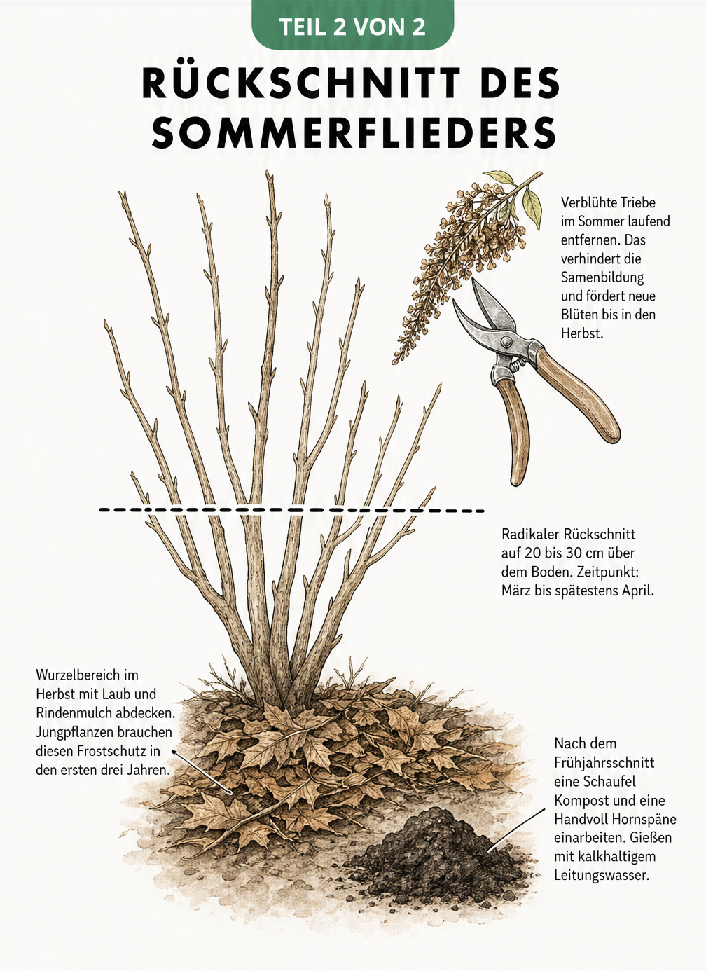 Illustration eines Sommerflieders im Winter mit Schnittkante für den radikalen Rückschnitt