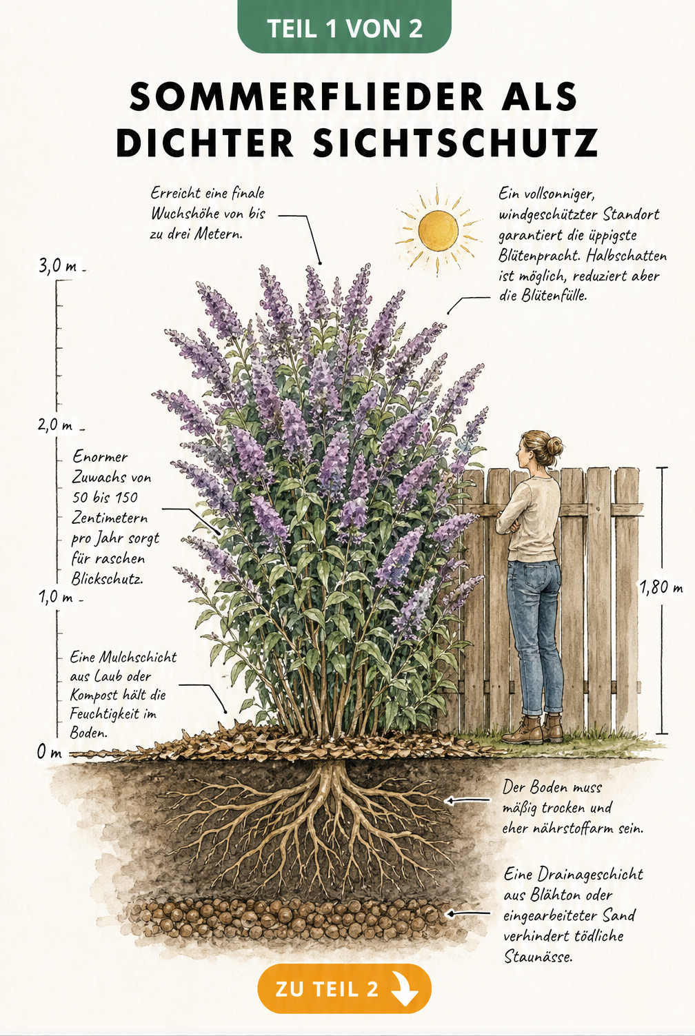 Botanische Schnittzeichnung eines Sommerflieders als Sichtschutz mit Wurzelwerk und Maßstab