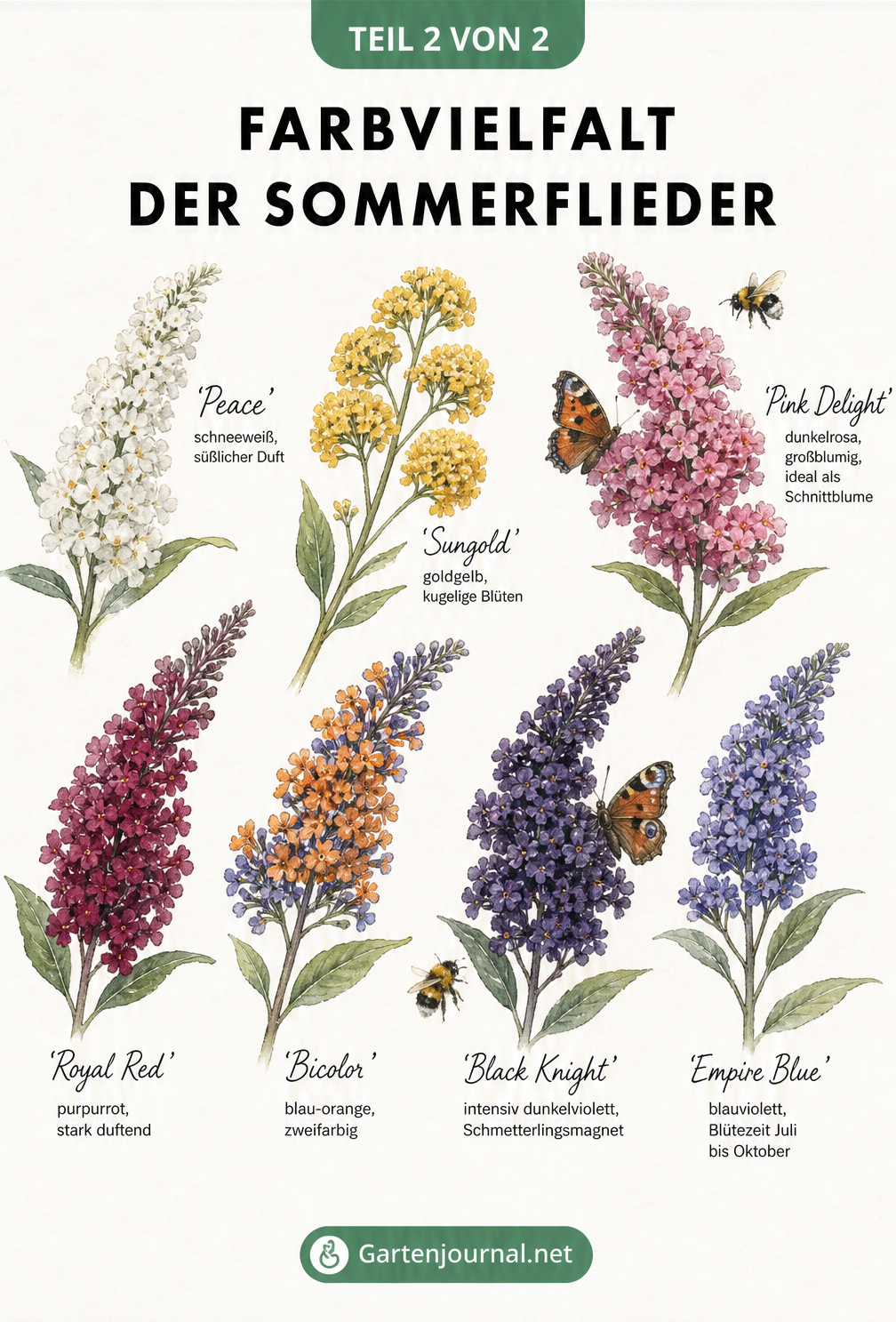 Aquarell-Illustration von sieben Sommerflieder-Blütenrispen in verschiedenen Farben von Weiß über Gelb und Rosa bis Dunkelviolett mit Sortennamen und...