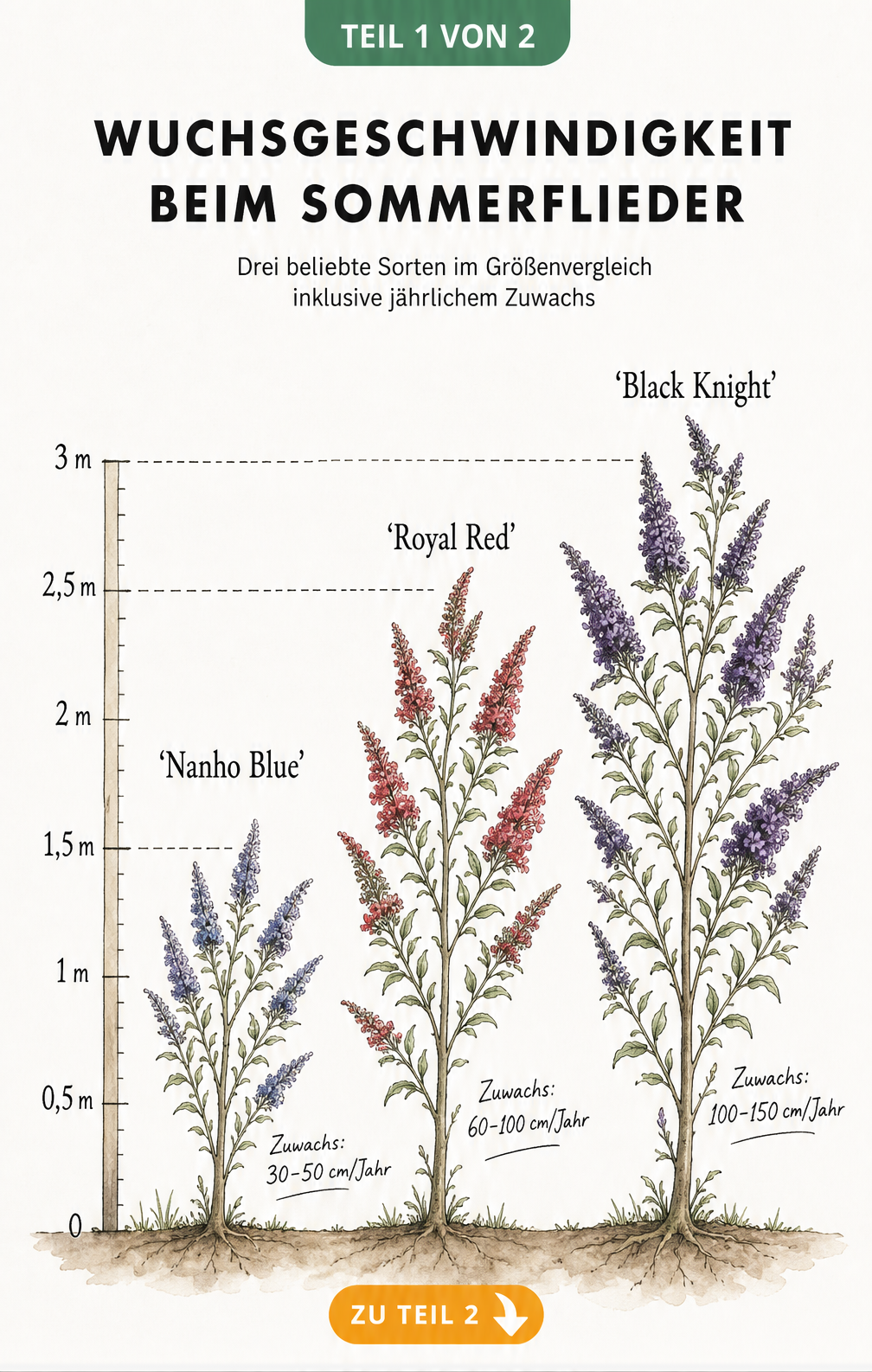 Botanische Illustration dreier Sommerflieder-Sorten im Größenvergleich mit jährlichem Zuwachs