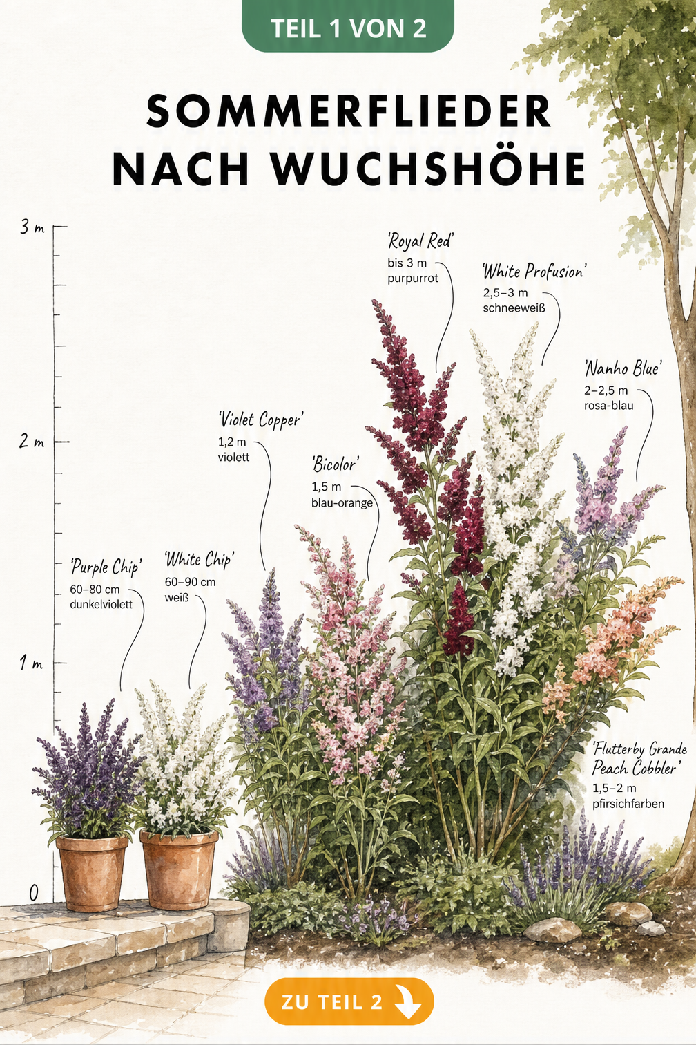 Illustration verschiedener Sommerflieder-Sorten im Querschnitt eines Gartens mit Messlatte zur Darstellung der Wuchshöhen von Zwergsorten bis zu großen...