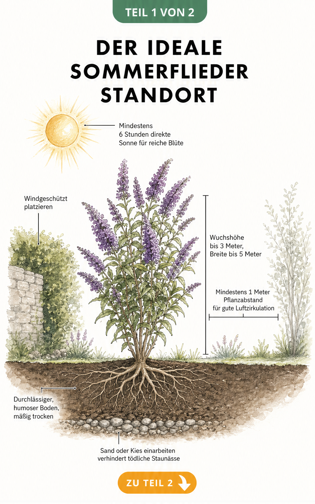 Illustration eines Sommerflieders mit Wurzelwerk, die den idealen Standort mit Sonne, Windschutz und durchlässigem Boden zeigt