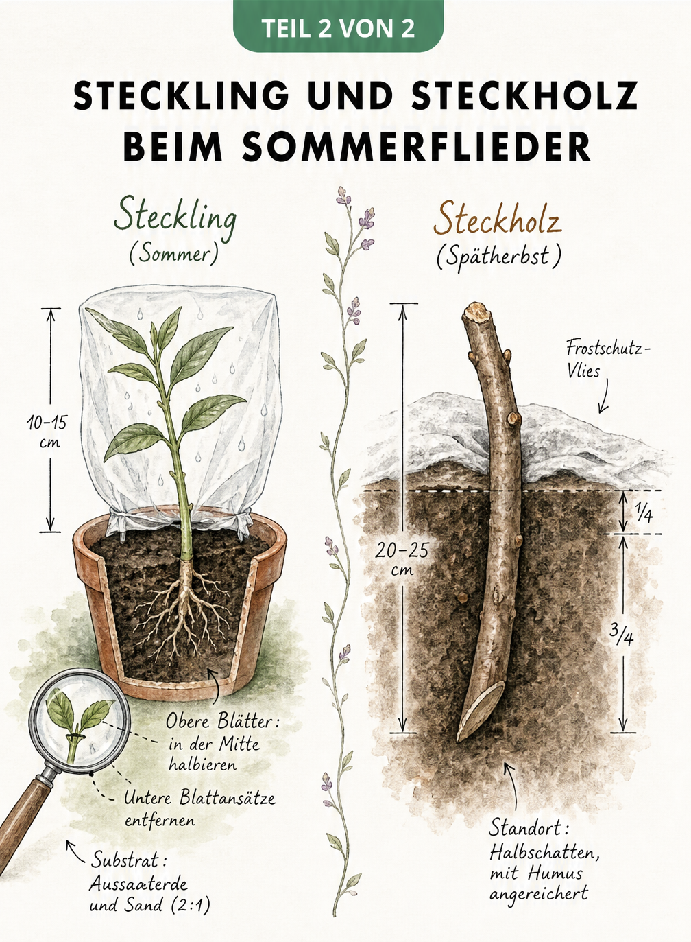 Vergleich von Steckling und Steckholz beim Sommerflieder: Steckling im Topf mit Folie, Steckholz tief im Gartenboden.
