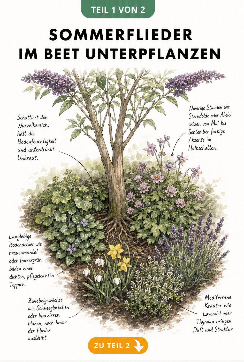 Botanische Illustration eines Sommerflieders im Beet mit passenden Begleitpflanzen wie Frauenmantel, Lavendel und Schneeglöckchen
