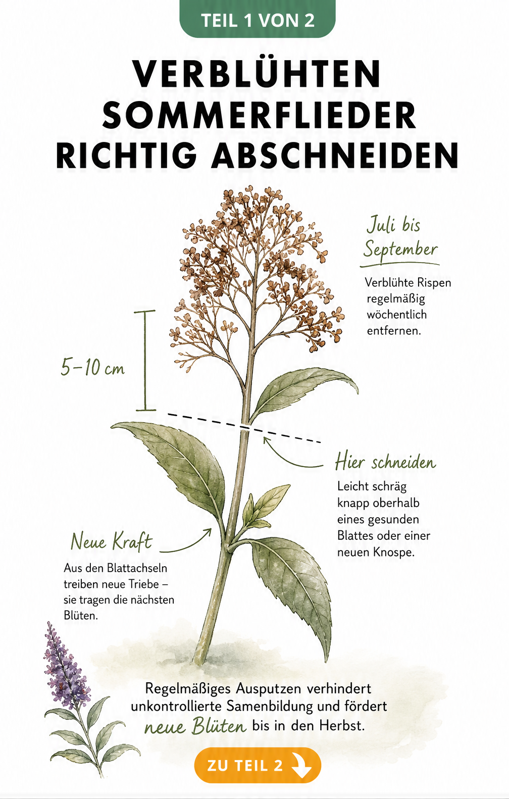Botanische Illustration eines Sommerflieder-Zweigs mit Schnittlinie unterhalb der vertrockneten Blüte