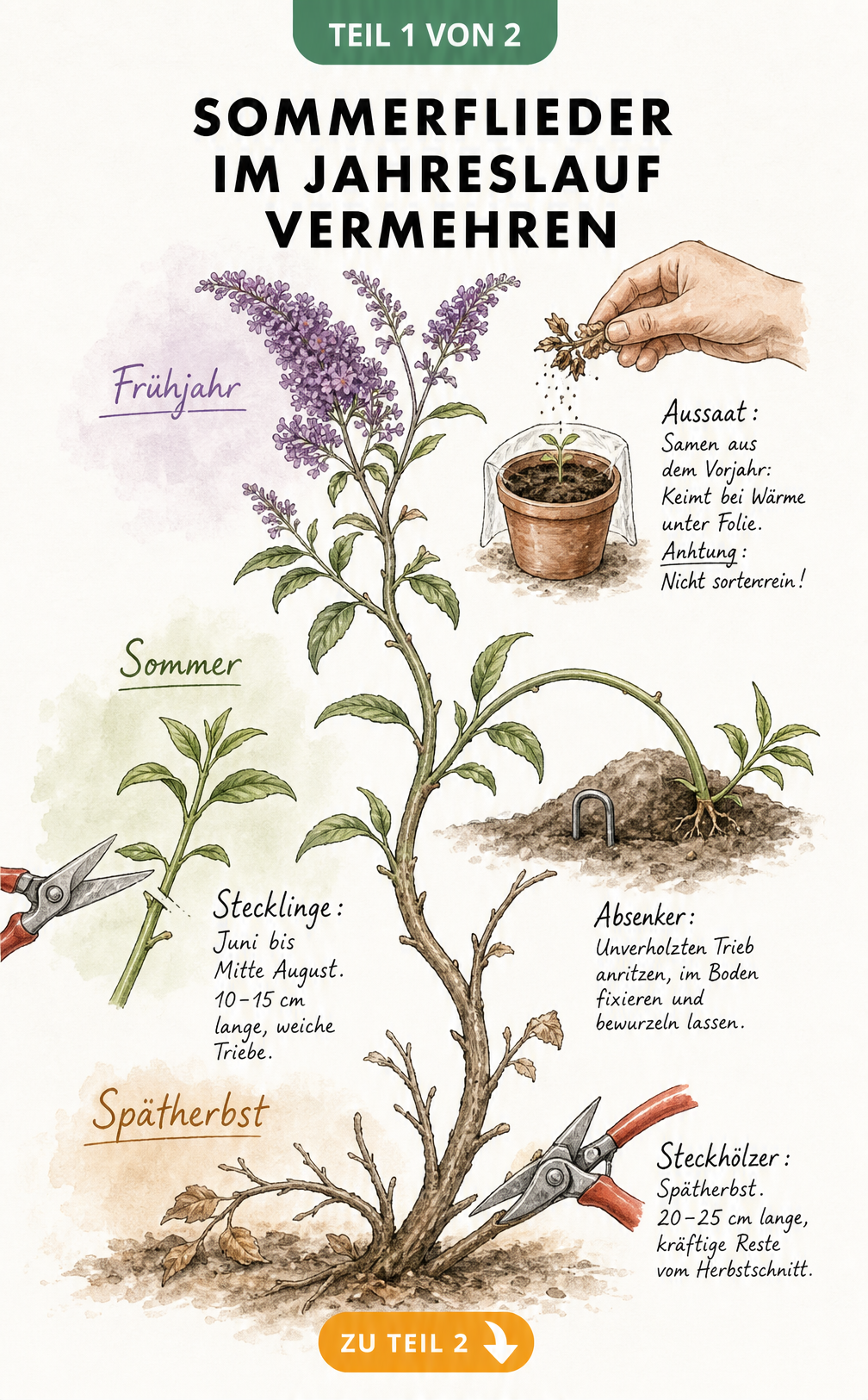 Botanische Illustration der vier Methoden zur Vermehrung von Sommerflieder im Jahreslauf: Aussaat, Stecklinge, Absenker und Steckhölzer.