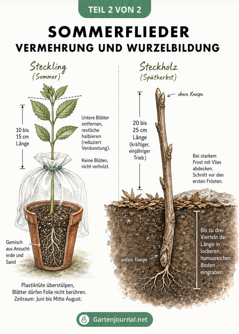 Vergleich der Vermehrung von Sommerflieder durch Stecklinge im Sommer und Steckholz im Spätherbst
