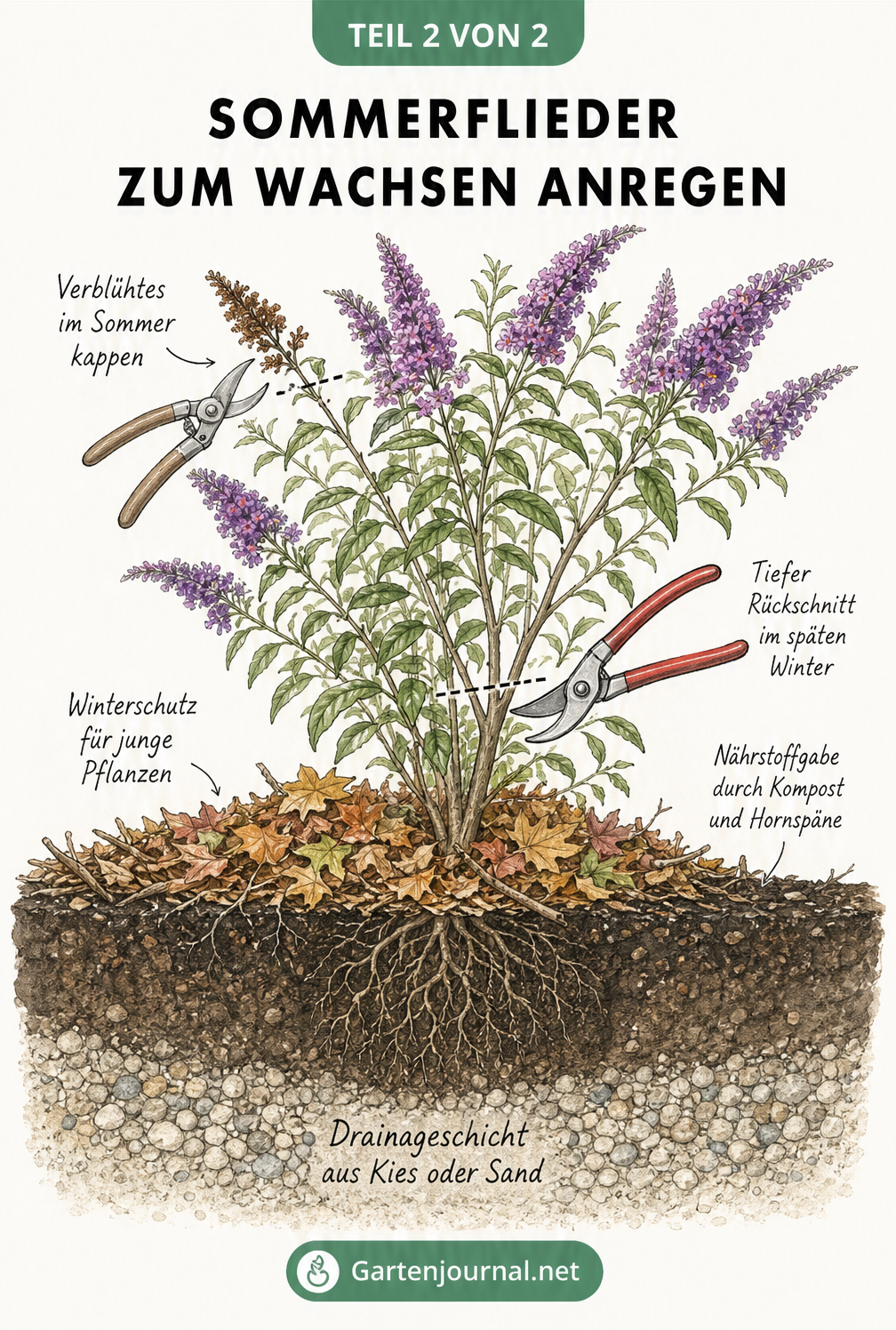 Querschnitt eines Gartenbeets mit einem kräftig blühenden Sommerflieder, der durch Drainage, Kompost, Winterschutz und den richtigen Rückschnitt gefördert wird.