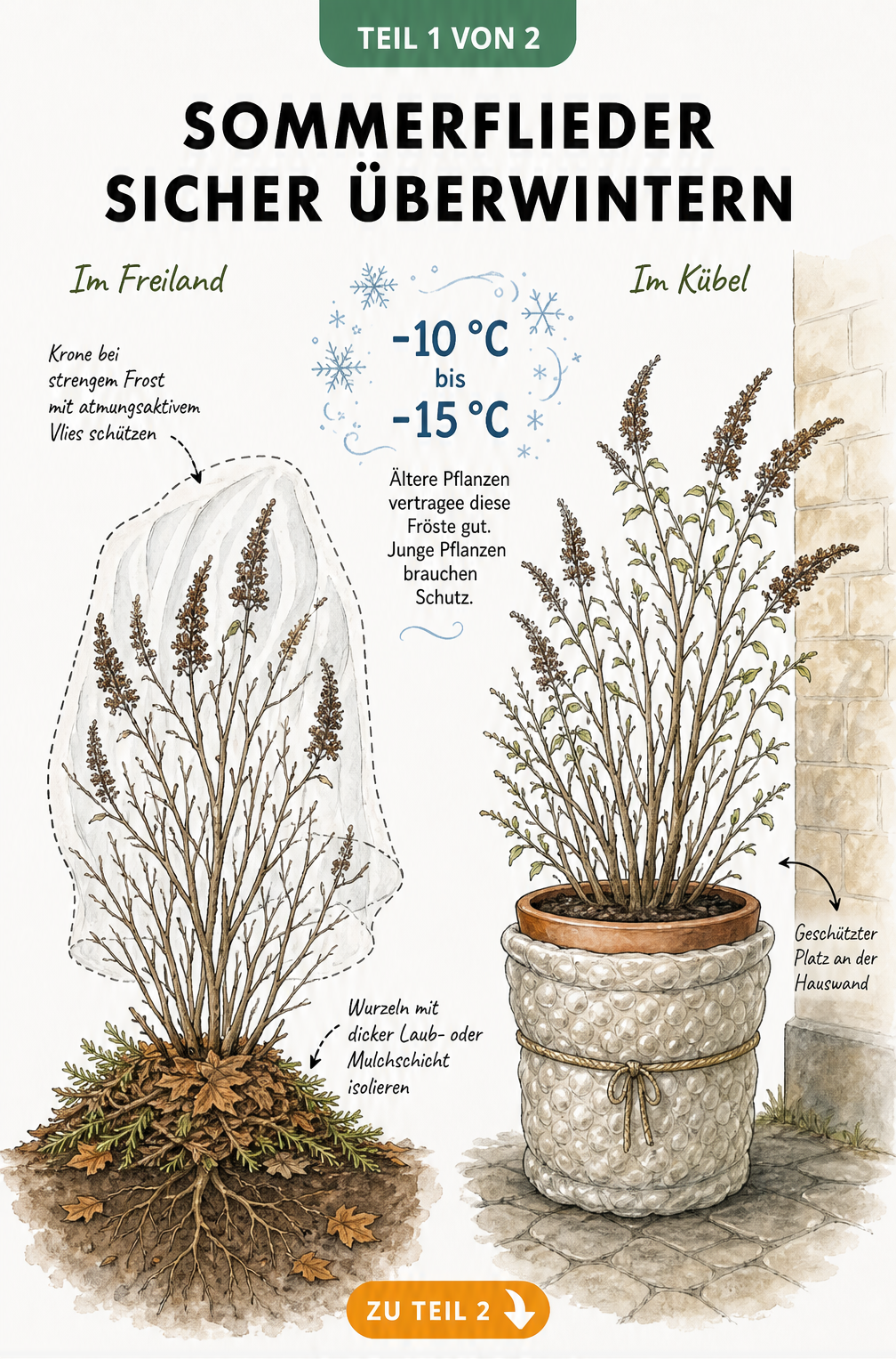 Illustration eines Sommerflieders im Freiland und im Kübel mit Winterschutzmaßnahmen wie Laubschicht und Vlies