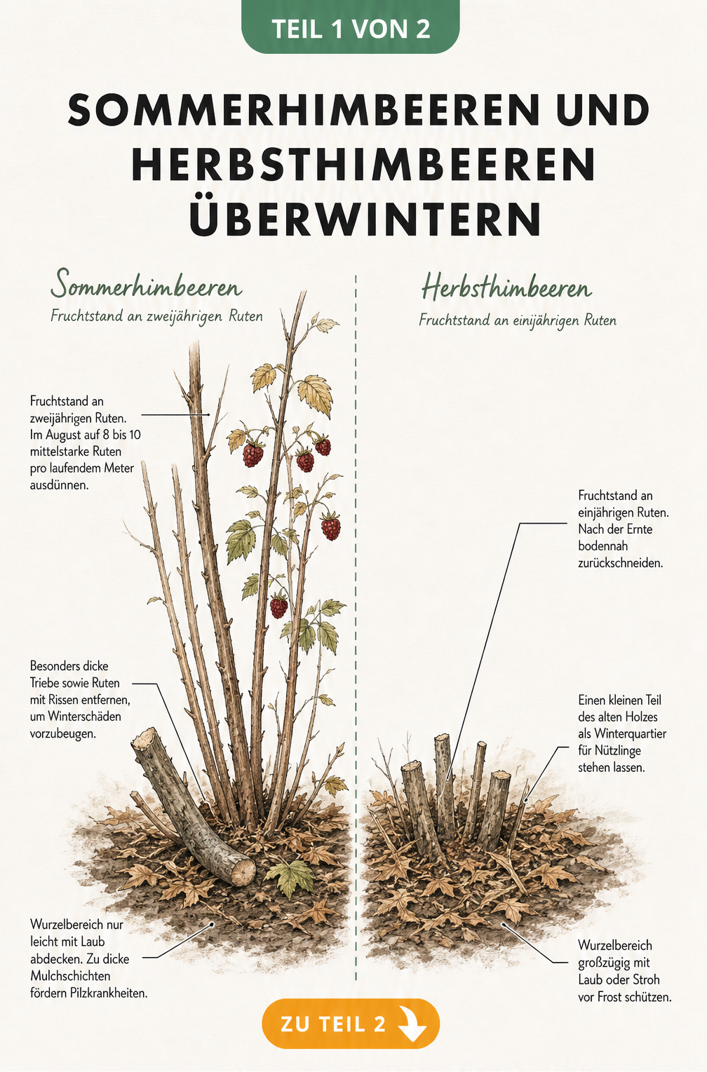 Illustration von Sommer- und Herbsthimbeeren im späten Herbst mit Hinweisen zum Rückschnitt und Winterschutz