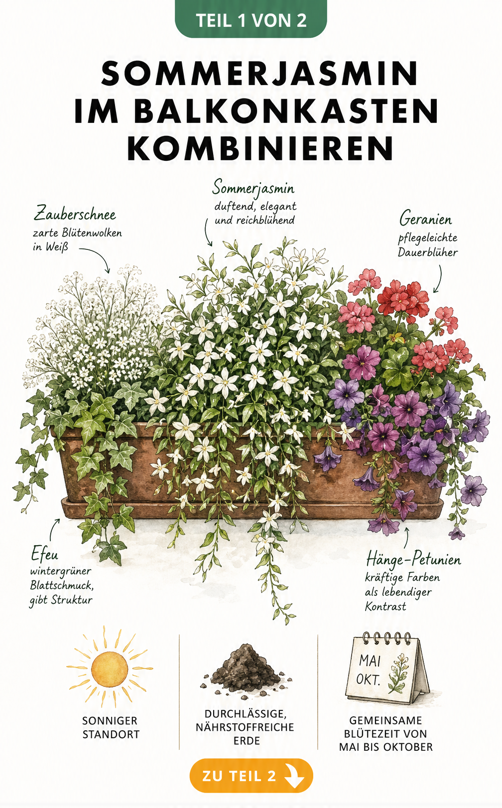 Illustration eines Balkonkastens mit Sommerjasmin, Zauberschnee, Efeu, Hänge-Petunien und Geranien