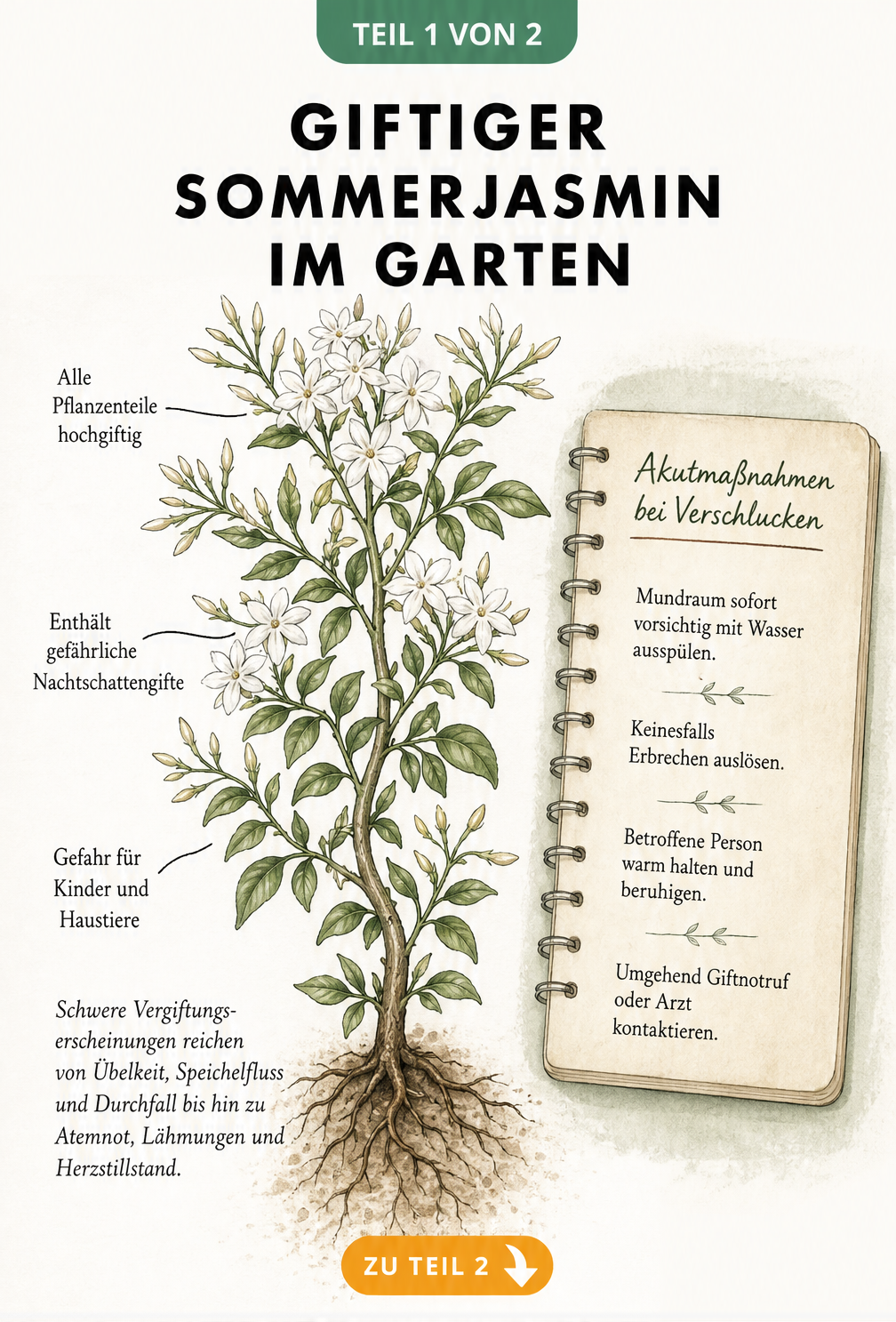 Botanische Illustration des Sommerjasmins mit Hinweisen auf giftige Pflanzenteile und Symptome