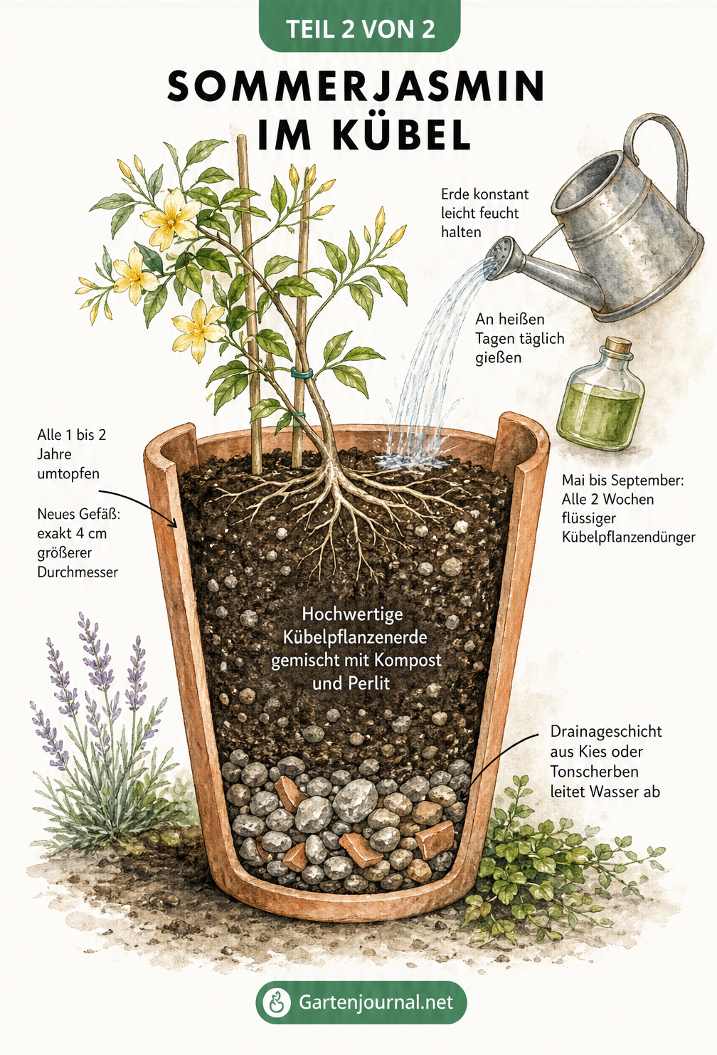 Querschnitt eines Terrakotta-Kübels mit Sommerjasmin, der Drainageschicht, Erde und Gießhinweise zeigt