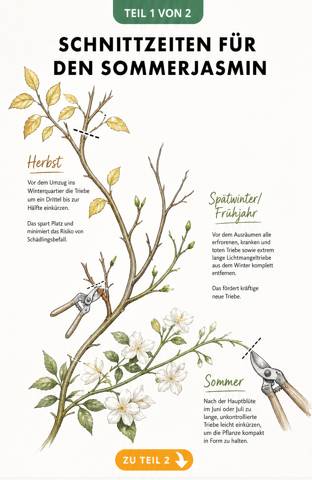 Illustration eines Sommerjasmin-Zweigs, der die Schnittzeiten im Herbst, Spätwinter und Sommer zeigt