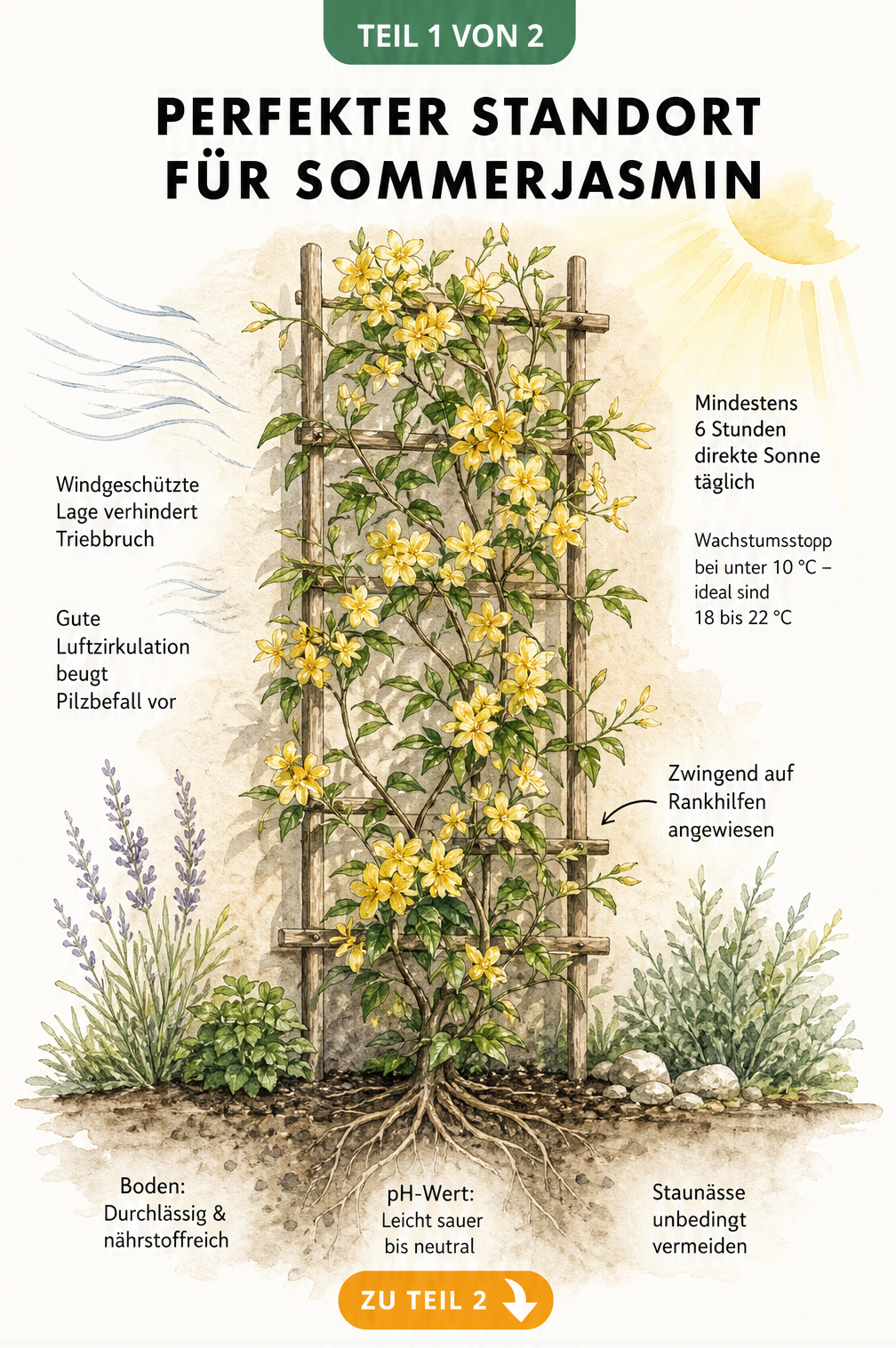 Illustration eines Sommerjasmins am Spalier mit Hinweisen zu Sonne, Temperatur, Windschutz und Bodenbeschaffenheit