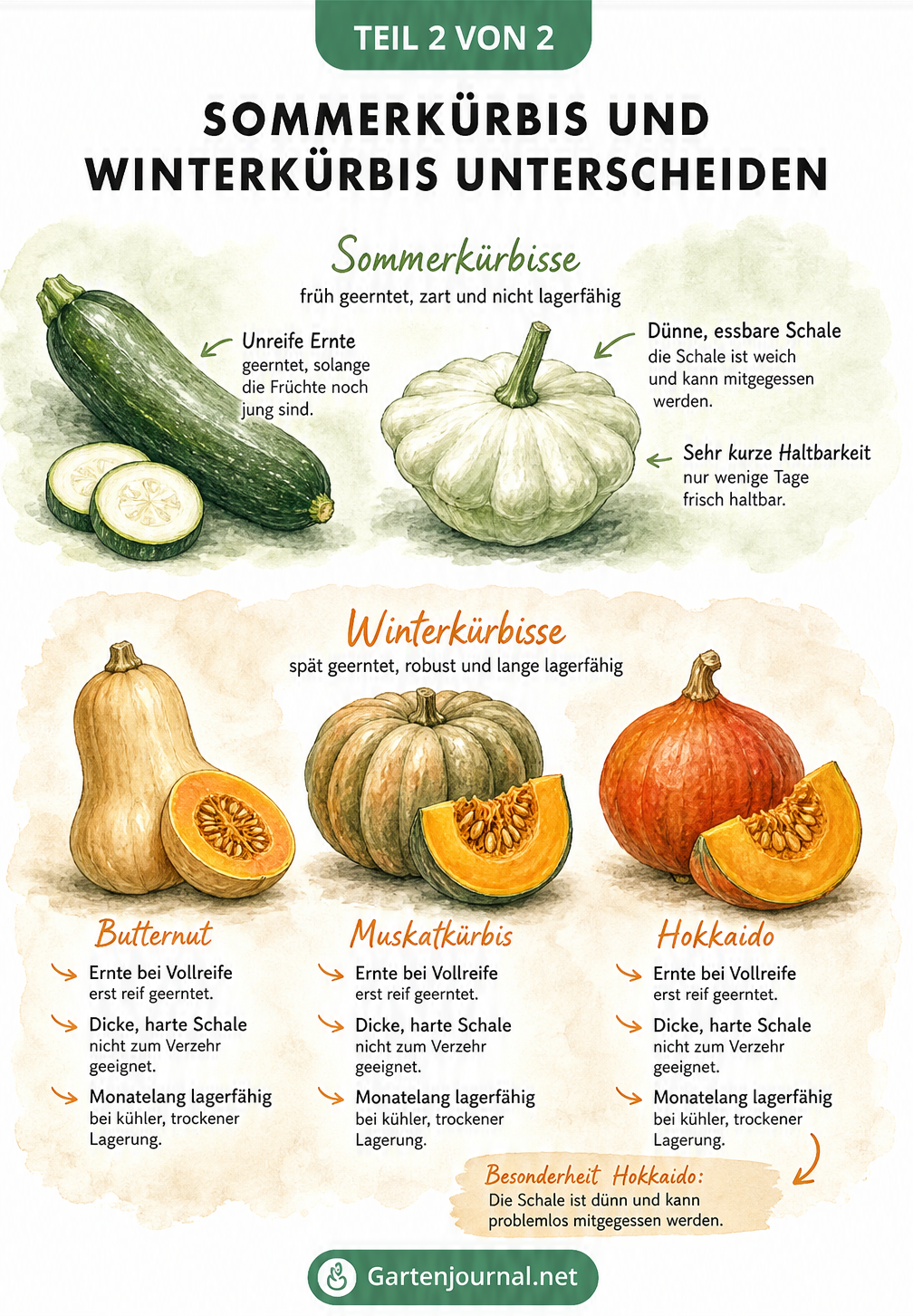 Gegenüberstellung von Sommerkürbissen wie Zucchini und Winterkürbissen wie Hokkaido