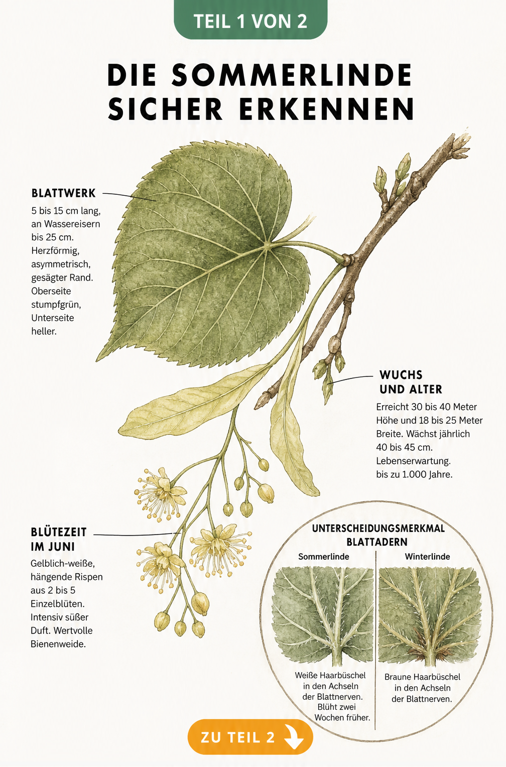 Botanische Illustration der Sommerlinde mit herzförmigem Blatt, hängender Blütenrispe und Vergleich zur Winterlinde