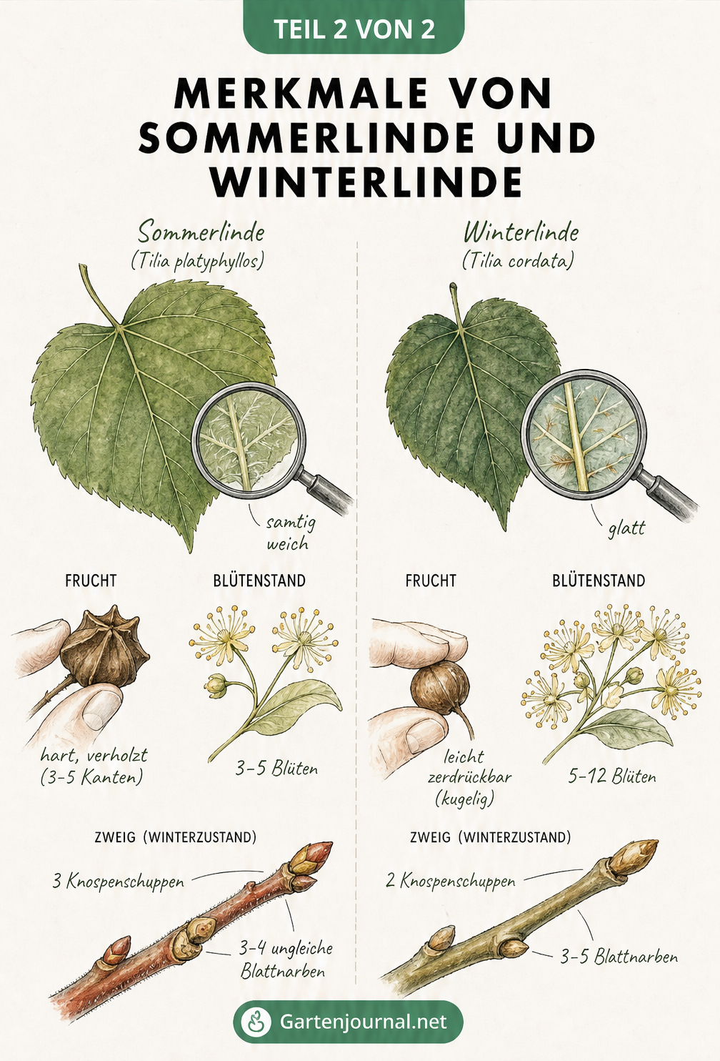 Detailzeichnung von Blättern, Früchten, Blüten und Zweigen der Sommerlinde und Winterlinde