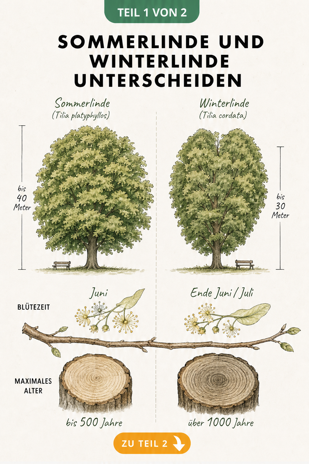Botanische Illustration der Sommerlinde und Winterlinde im Vergleich mit Wuchshöhe, Blütezeit und Alter