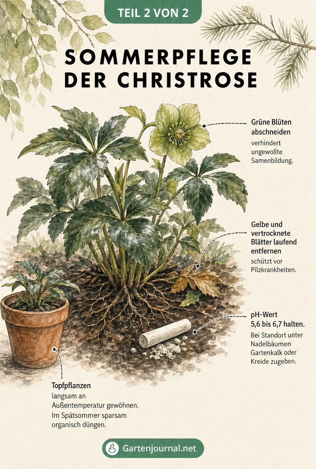 Illustration einer Christrose im Sommer mit Pflegehinweisen zu Standort, Rückschnitt grüner Blüten, Entfernen welker Blätter und pH-Wert