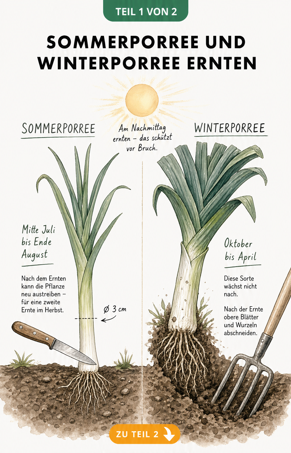 Botanische Illustration von Sommerporree und Winterporree mit Erntehinweisen