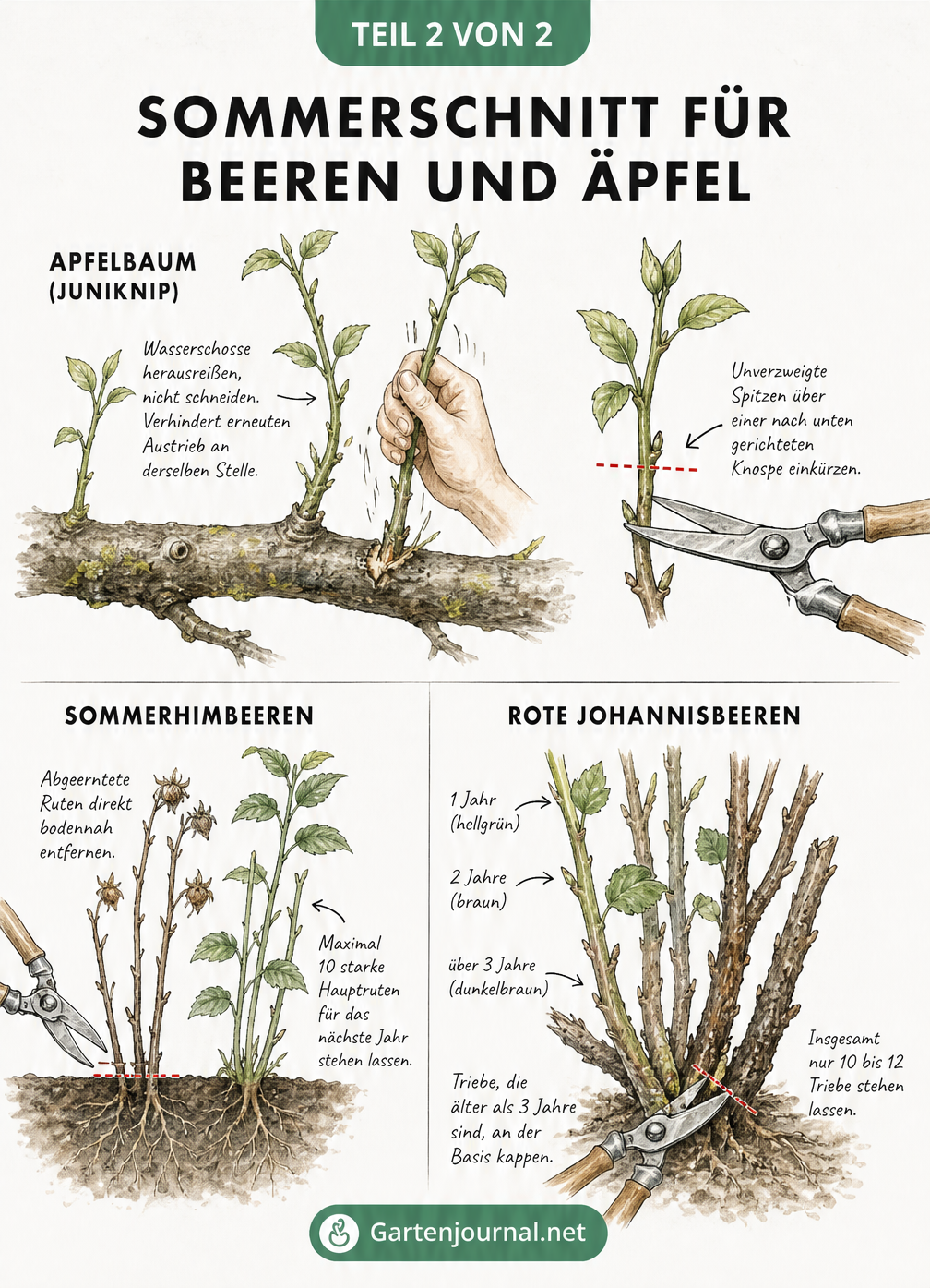 Illustration zum Sommerschnitt bei Apfelbäumen, Sommerhimbeeren und Roten Johannisbeeren