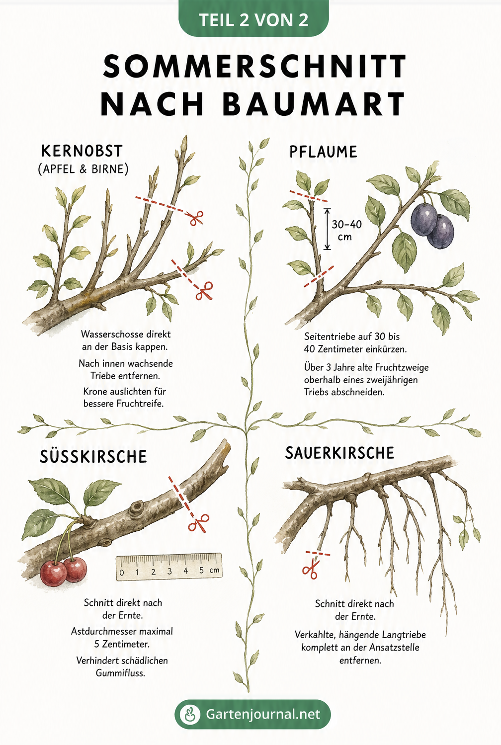 Illustration zum Sommerschnitt nach Baumart für Kernobst, Pflaume, Süßkirsche und Sauerkirsche