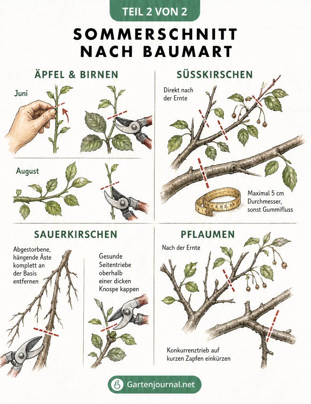Zeichnung zum Sommerschnitt nach Baumart: Äpfel, Birnen, Süßkirschen, Sauerkirschen und Pflaumen richtig schneiden