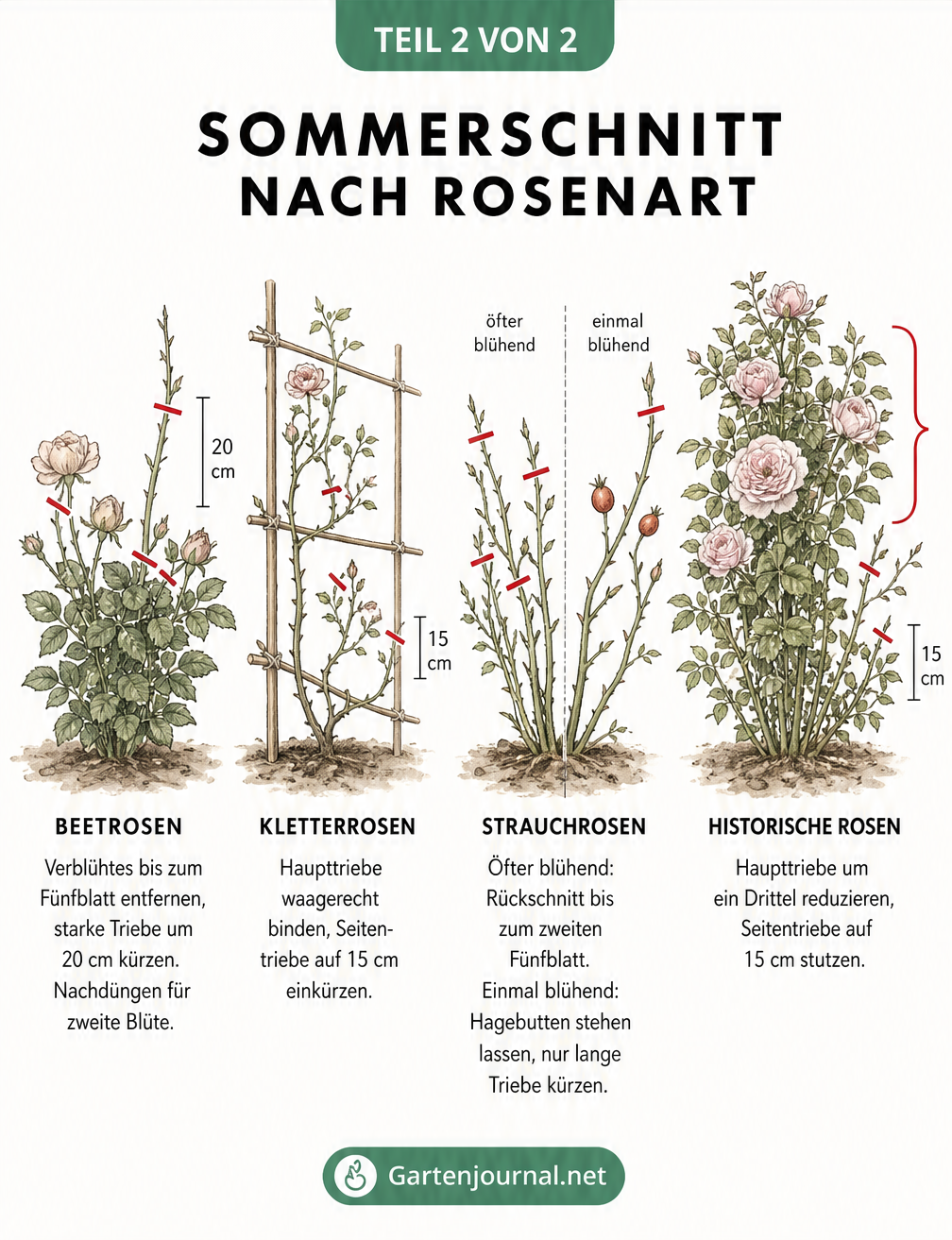 Illustration von vier Rosenarten mit roten Schnittmarkierungen für Beetrosen, Kletterrosen, Strauchrosen und Historische Rosen