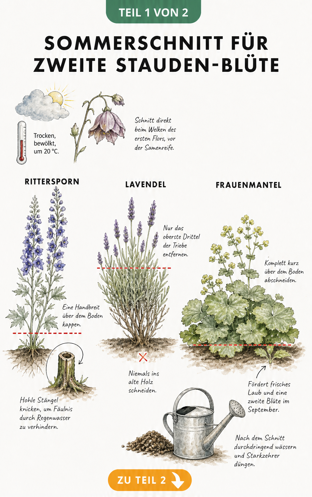Botanische Skizze zum Sommerschnitt von Rittersporn, Lavendel und Frauenmantel mit roten Schnittlinien