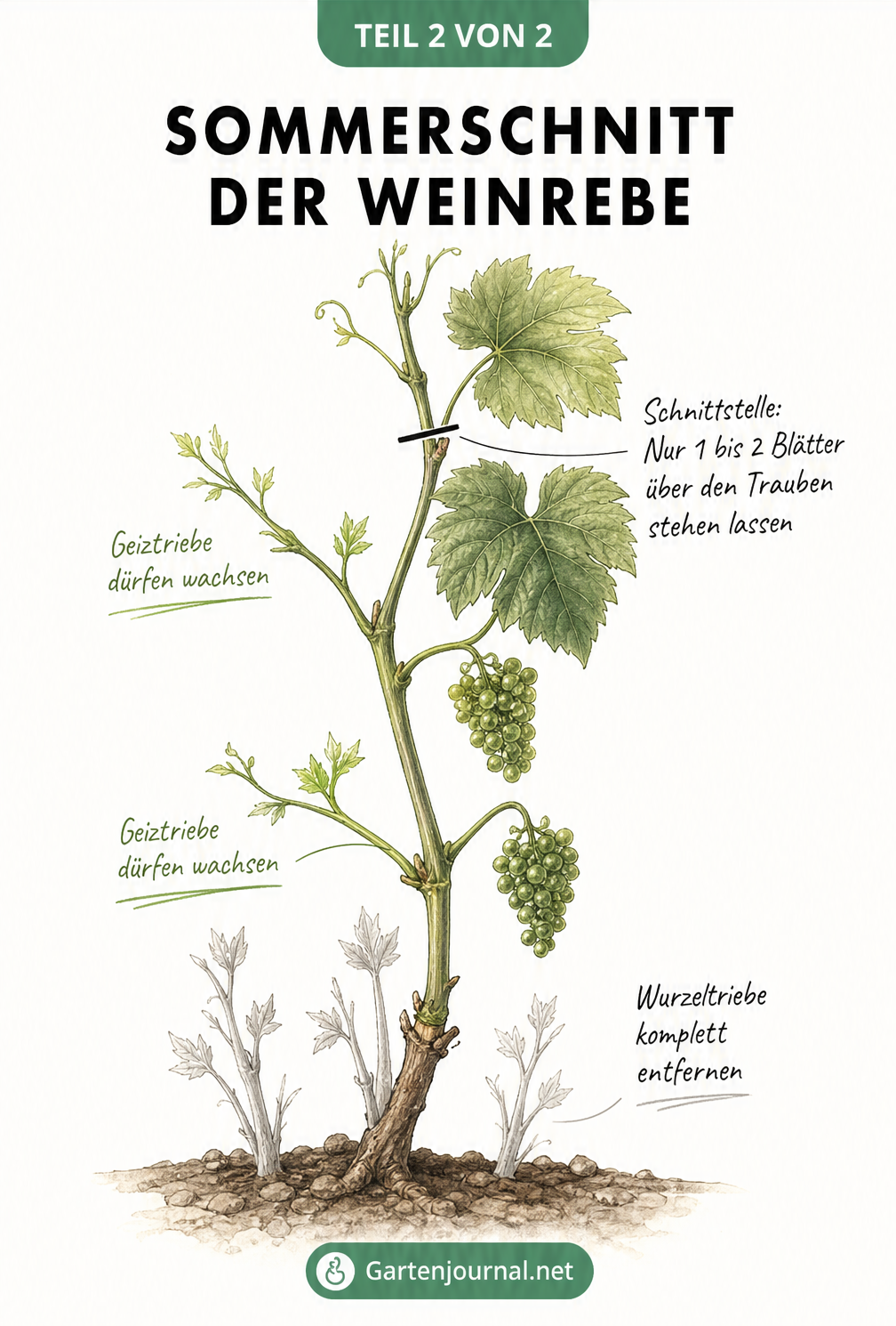 Illustration eines Weinranken-Triebs im Juni, der über dem zweiten Blatt nach dem Fruchtstand abgeschnitten wird