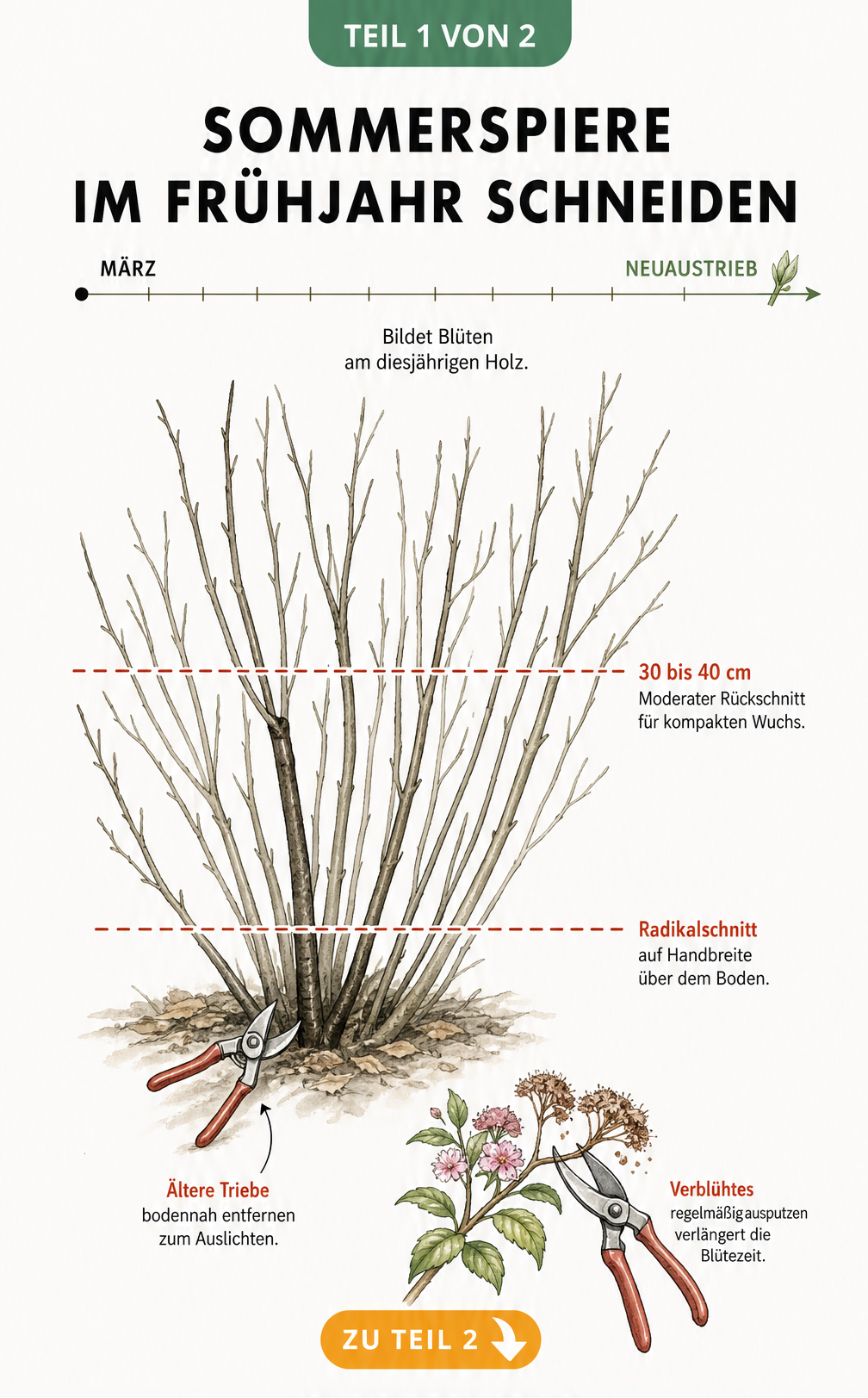 Botanische Illustration einer Sommerspiere im Frühjahr mit Schnittlinien für den Rückschnitt