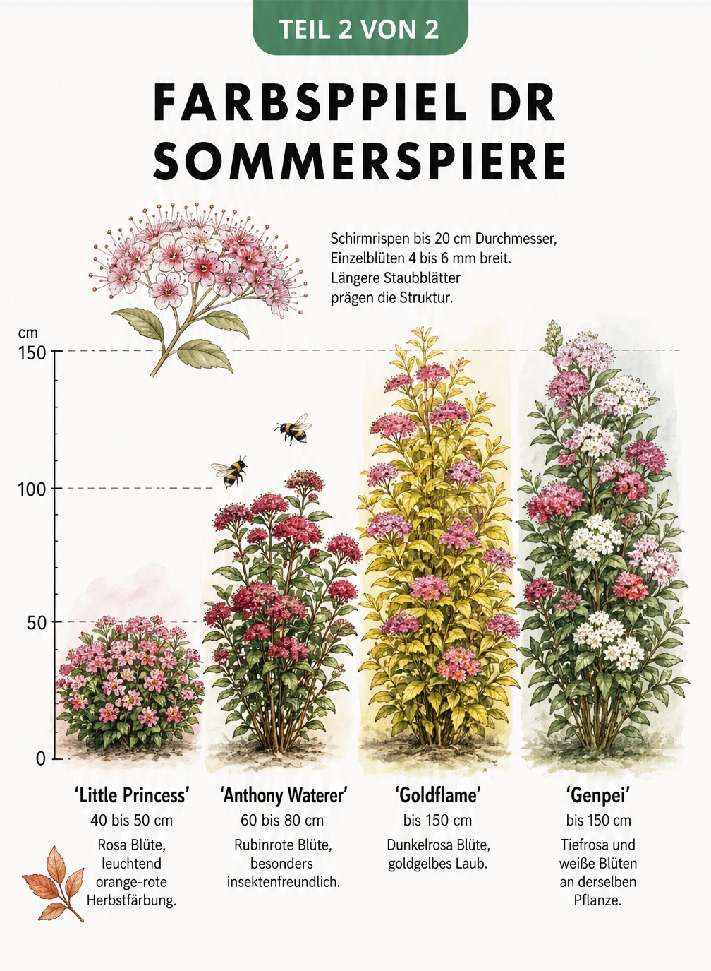 Illustration verschiedener Sommerspieren-Sorten mit Wuchshöhen und Blütenfarben