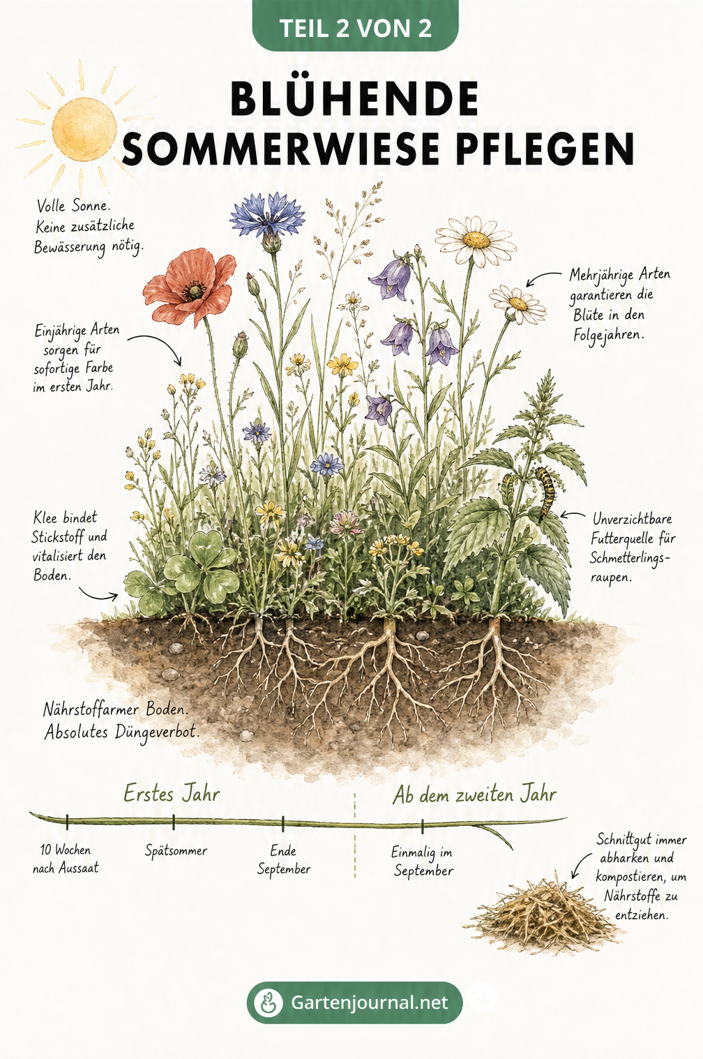 Botanische Illustration einer Sommerwiese mit Mohn, Kornblume, Margerite und Klee sowie Pflegetipps