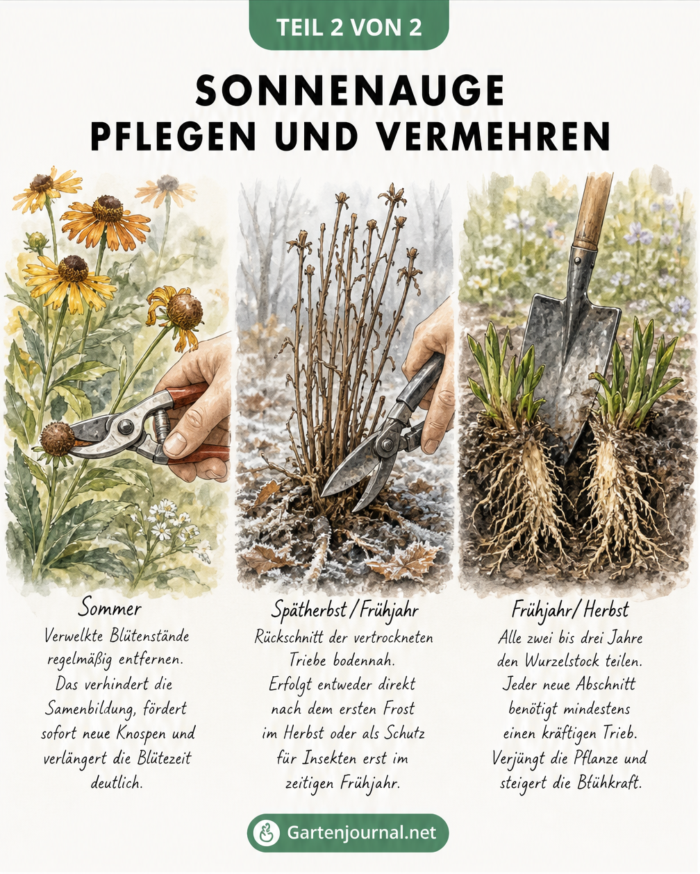 Drei Aquarell-Szenen zeigen das Entfernen verwelkter Blüten, den Rückschnitt im Herbst und das Teilen des Wurzelstocks beim Sonnenauge