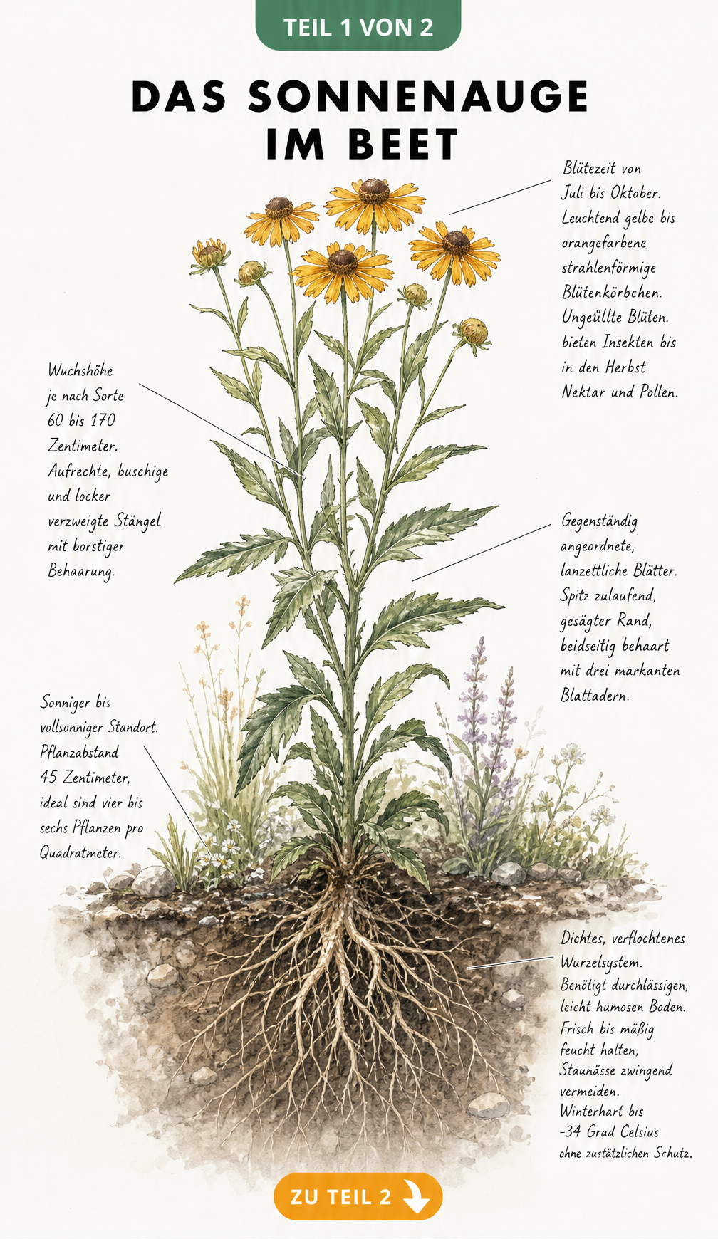 Botanische Illustration des Sonnenauges mit Wurzelwerk, Blüten und Informationen zu Standort und Boden