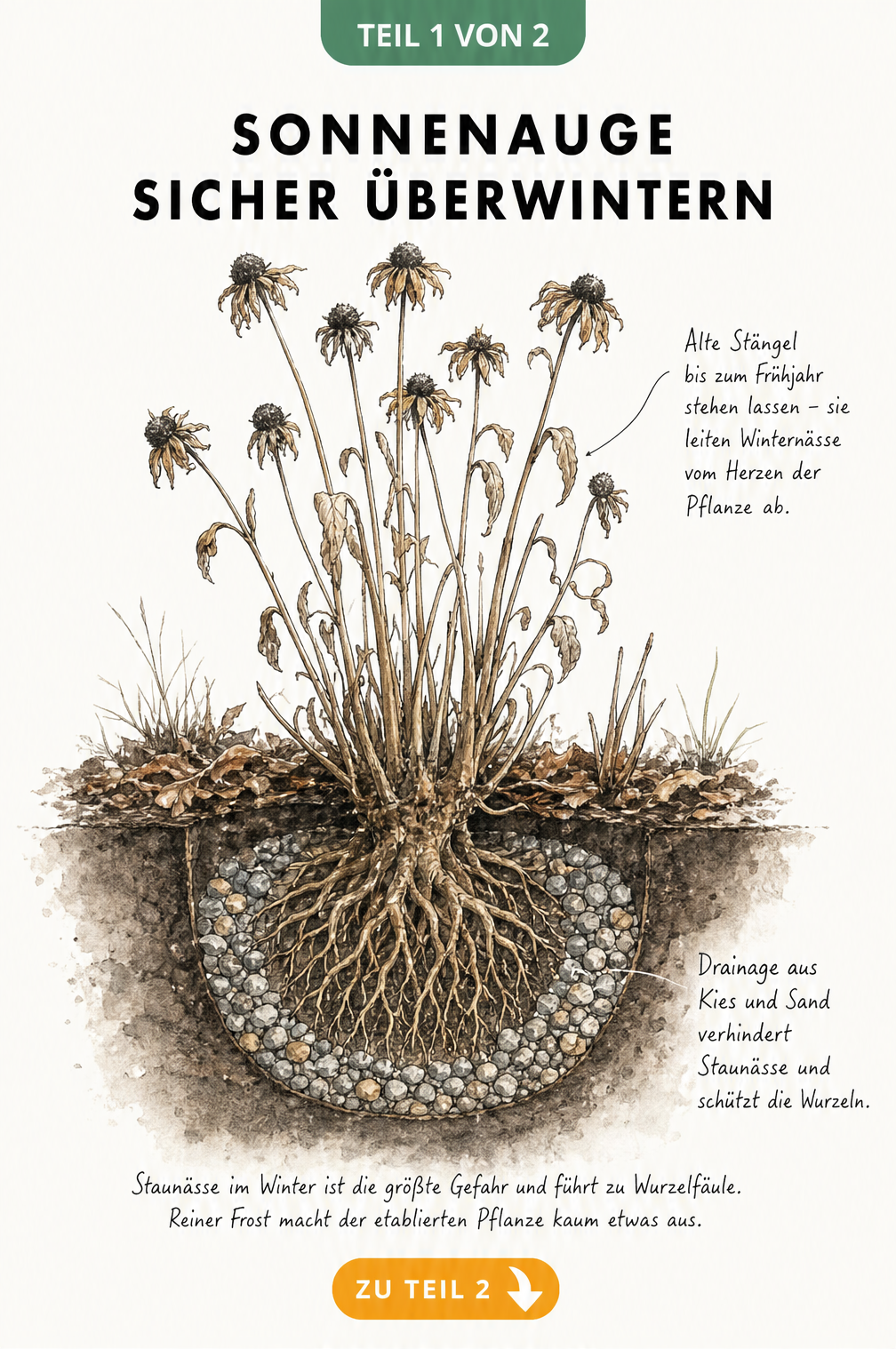 Botanische Querschnitt-Illustration eines Sonnenauges im Winterbeet mit Drainageschicht und ungeschnittenen Trieben