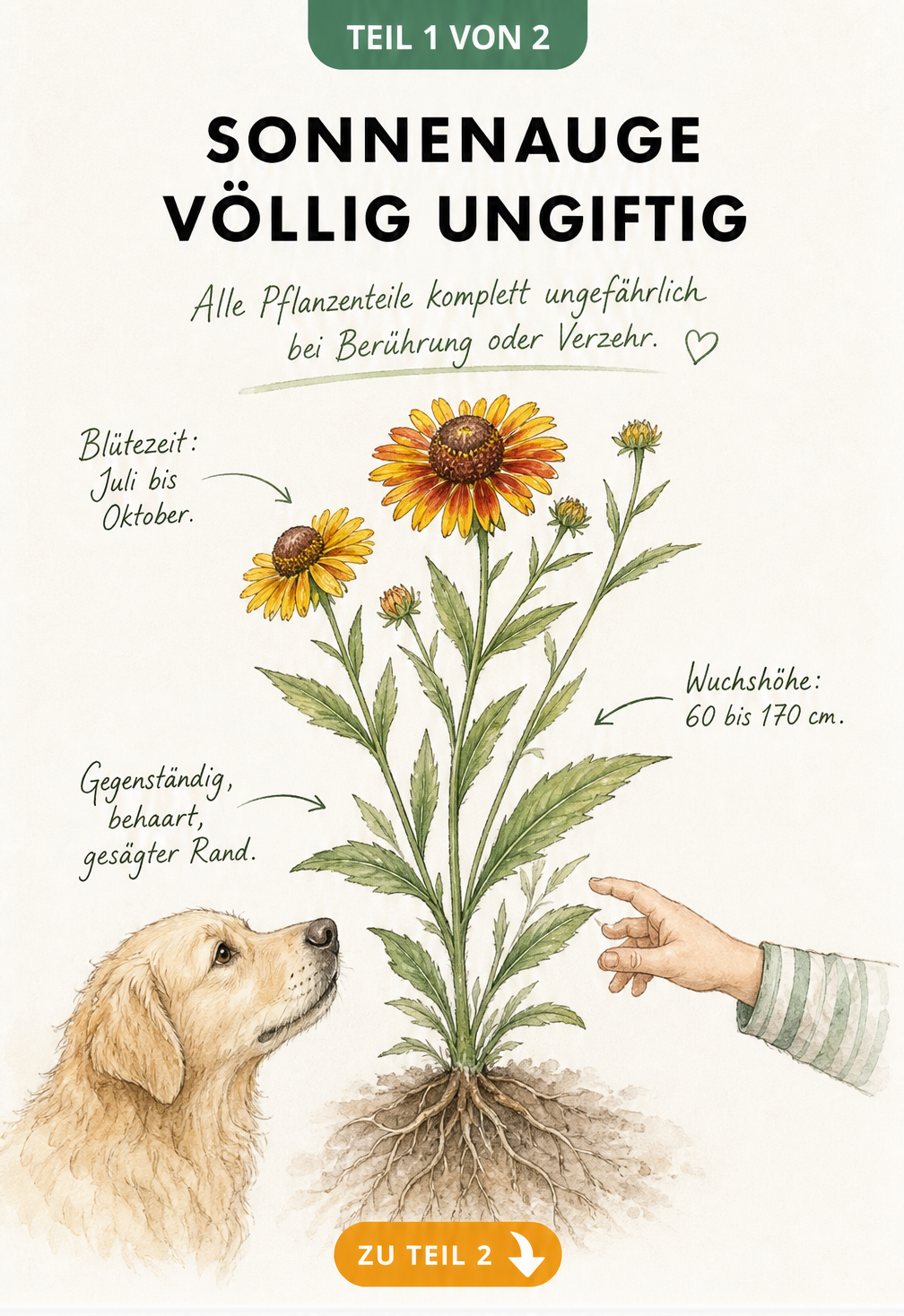 Botanische Illustration eines Sonnenauges mit Hund und Kinderhand, die die Unbedenklichkeit der Pflanze zeigt