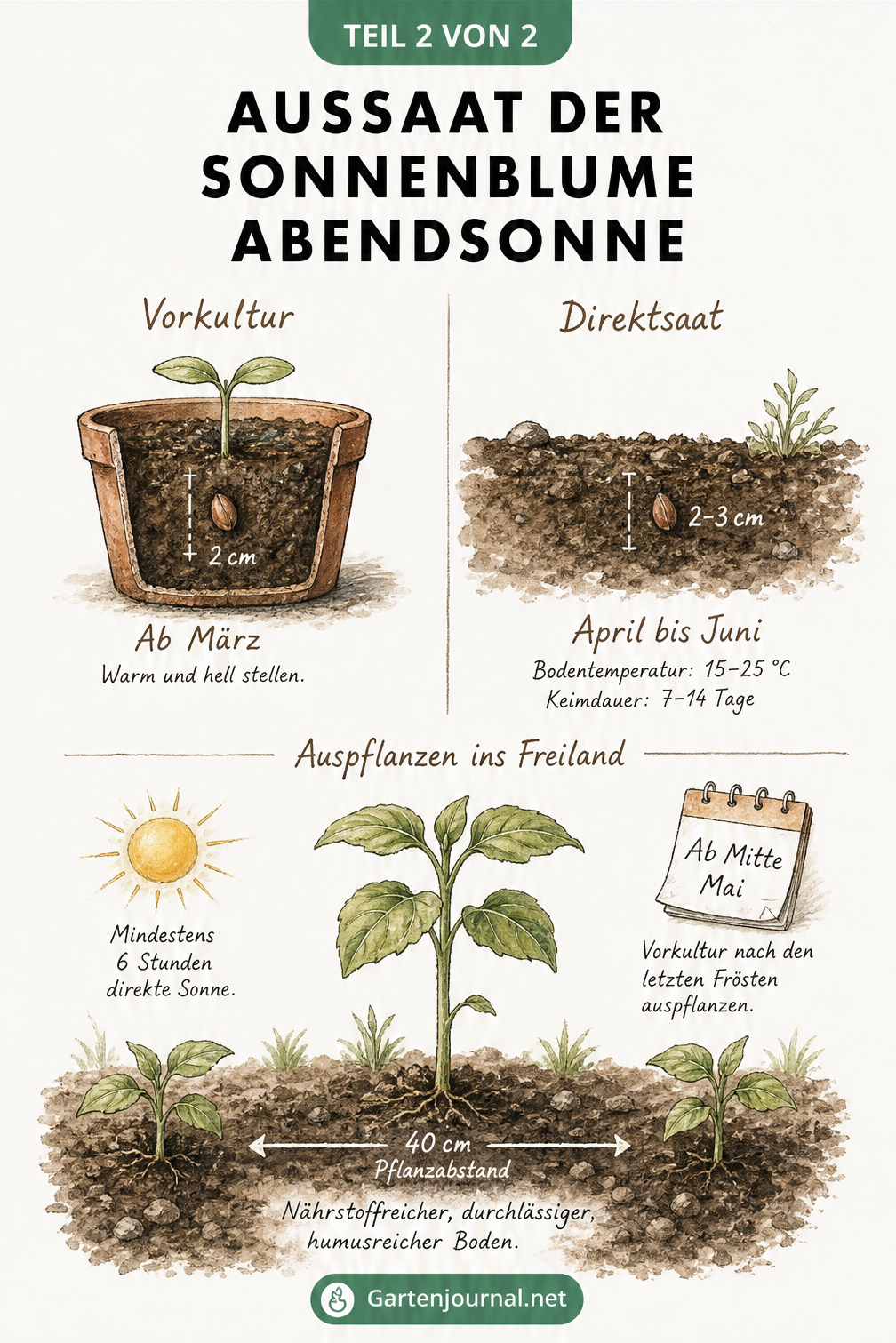 Vergleich von Vorkultur und Direktsaat der Sonnenblume Abendsonne mit Angaben zu Saattiefe, Keimdauer und Auspflanzung